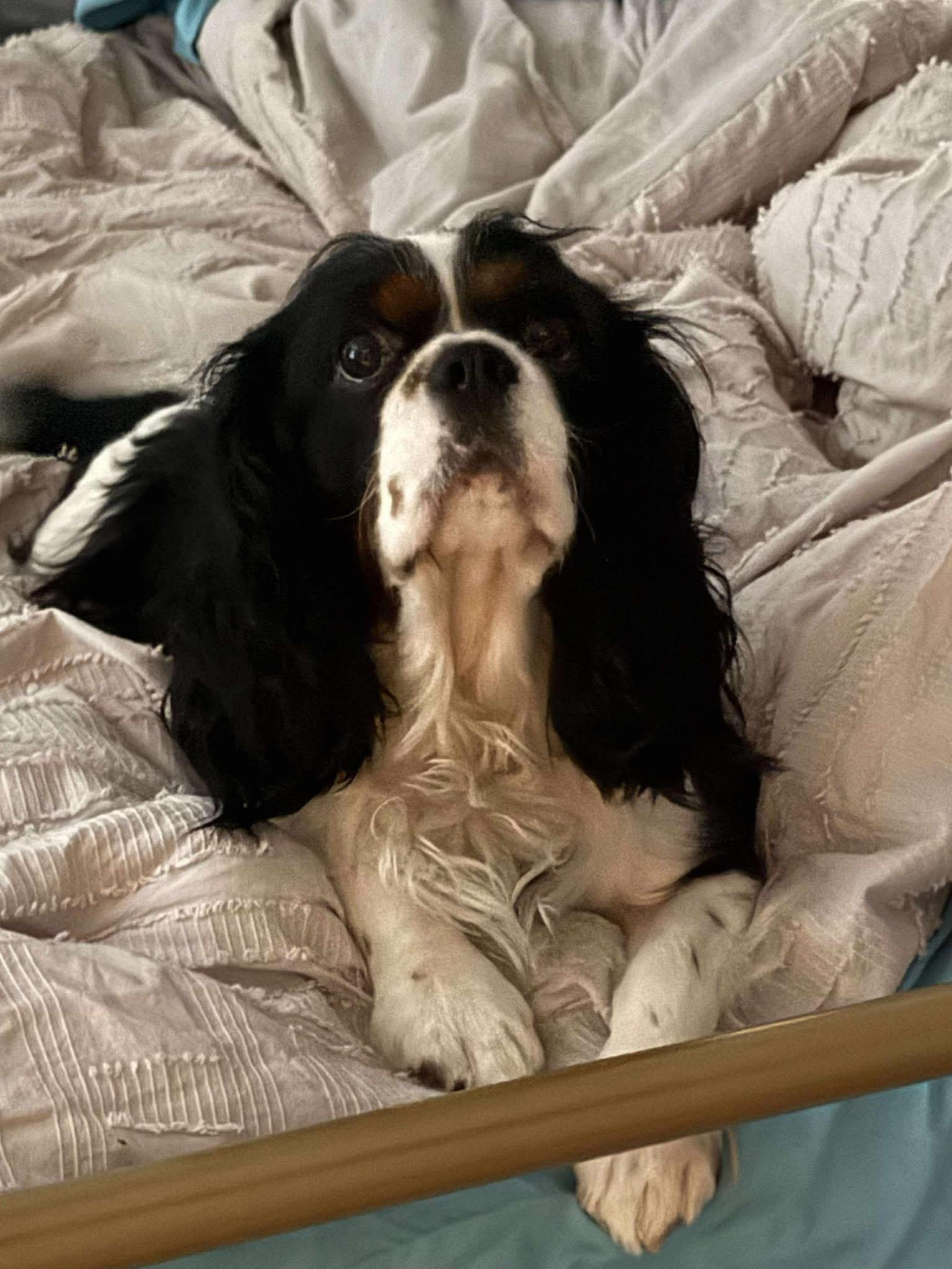 Barron, Adoptable, Adult Male Cavalier King Charles Spaniel.