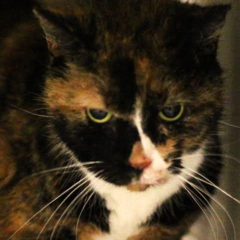 Enlarge 25-01820 RASCAL , a ADOPTABLE Domestic Short Hair in Fredericksburg, VA image 1/1