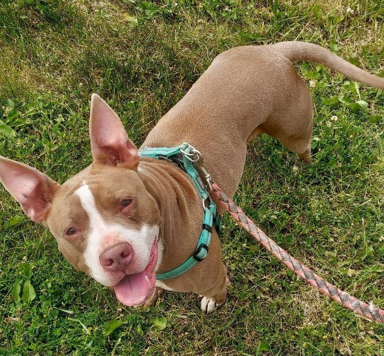 Enlarge Sadie, a Adoptable Pit Bull Terrier in Utica, MI image 1/3