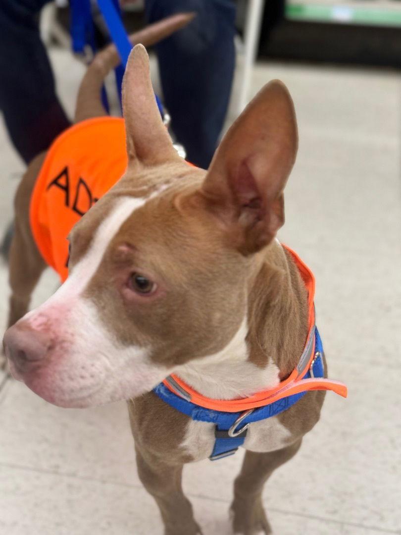 Enlarge Sadie, a Adoptable Pit Bull Terrier in Utica, MI image 2/3