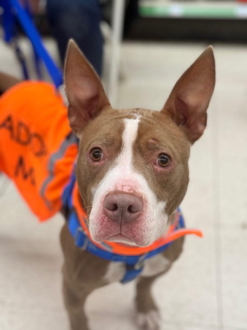 Enlarge Sadie, a Adoptable Pit Bull Terrier in Utica, MI image 3/3