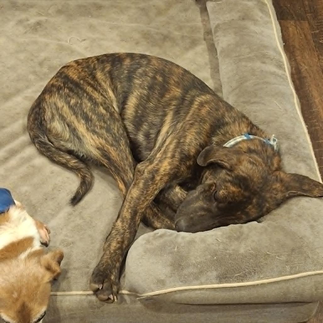 Enlarge Dakota, a Adoptable mixed breed in Dover, AR image 2/6
