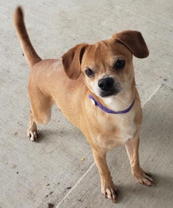 Mario, a Adoptable mixed breed in Windsor, CO image 1/2