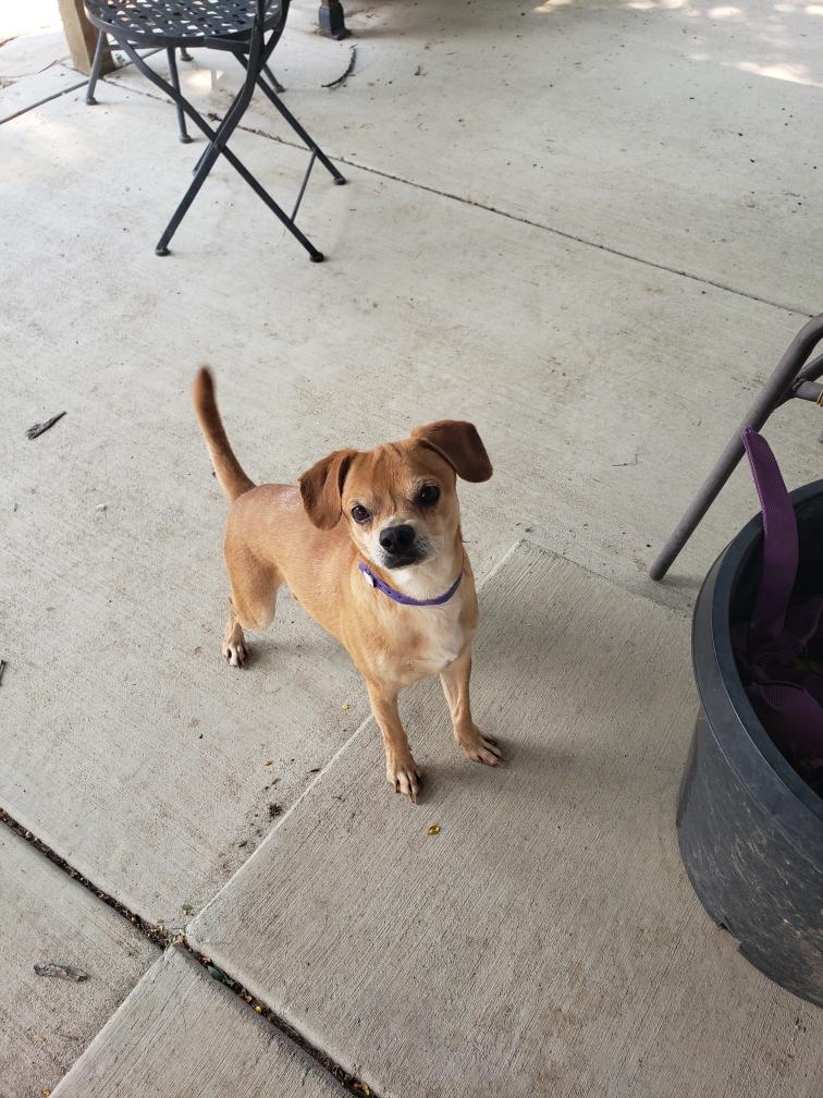 Mario, a Adoptable mixed breed in Windsor, CO image 2/2