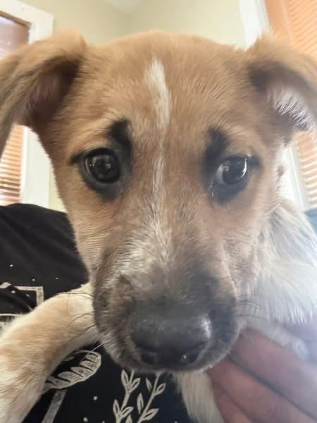 Enlarge Bindi, an adoptable mixed breed in Woodbury, NJ image 1/3