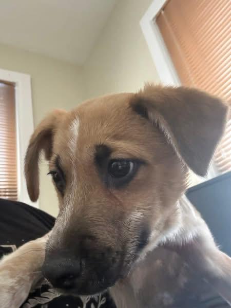 Enlarge Bindi, an adoptable mixed breed in Woodbury, NJ image 3/3