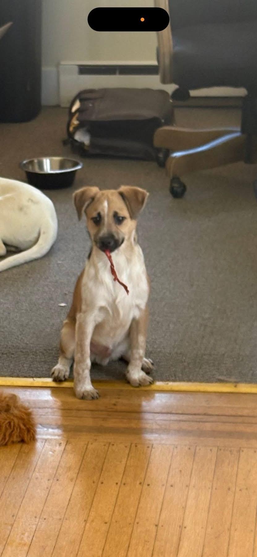 Enlarge Bindi, an adoptable mixed breed in Woodbury, NJ image 2/3