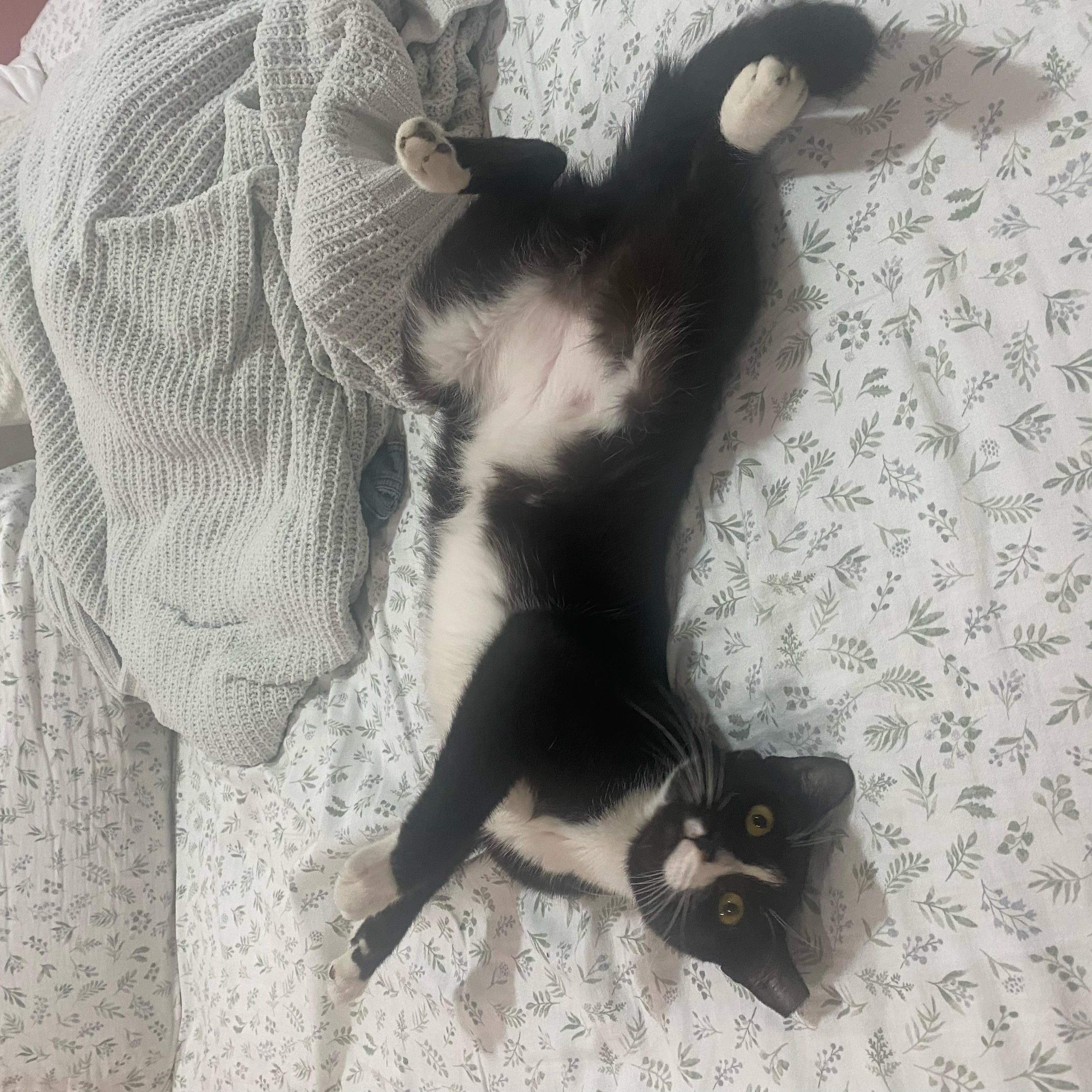 Tux photo 3