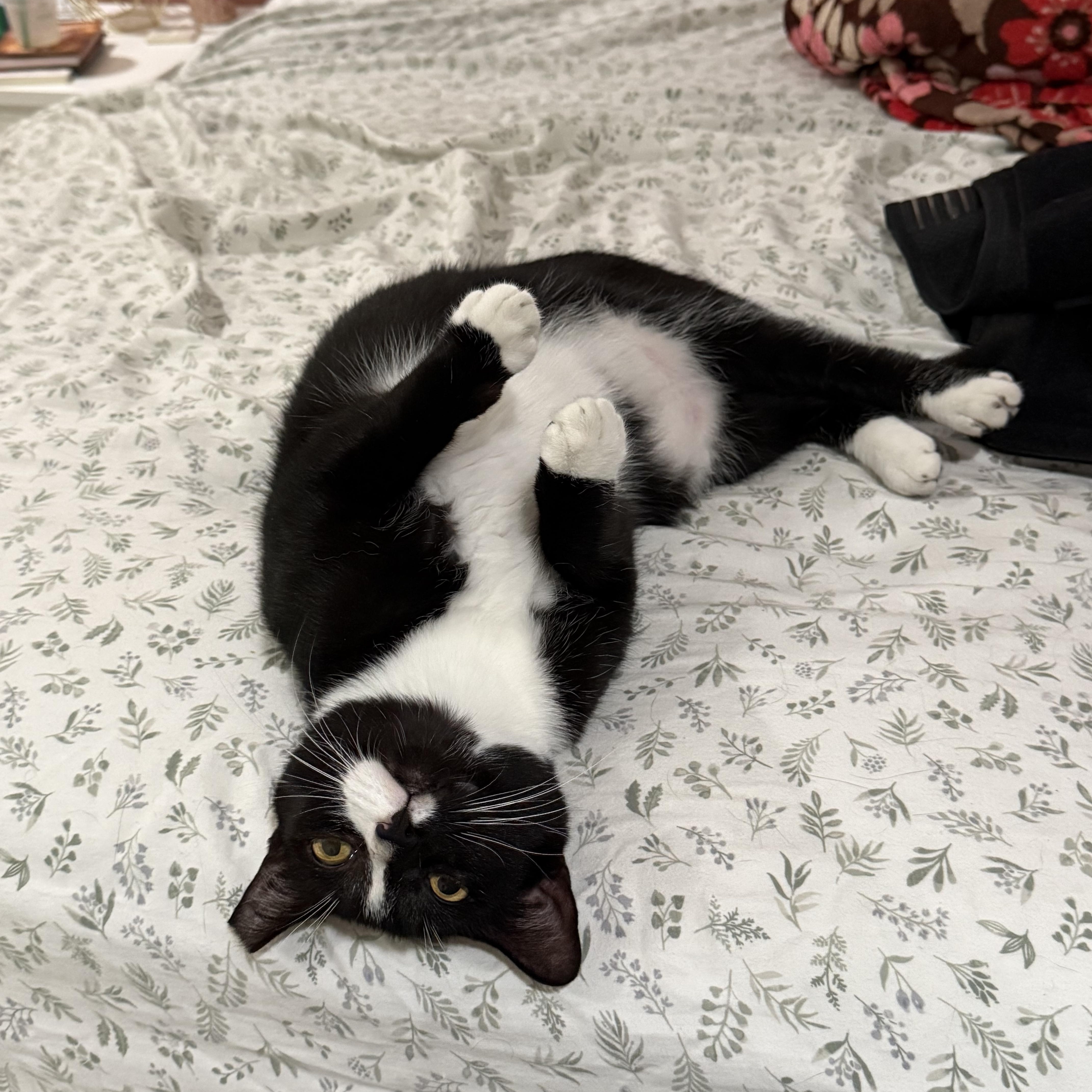 Enlarge Tux, a Adoptable Tuxedo in Hartford, CT image 3/6