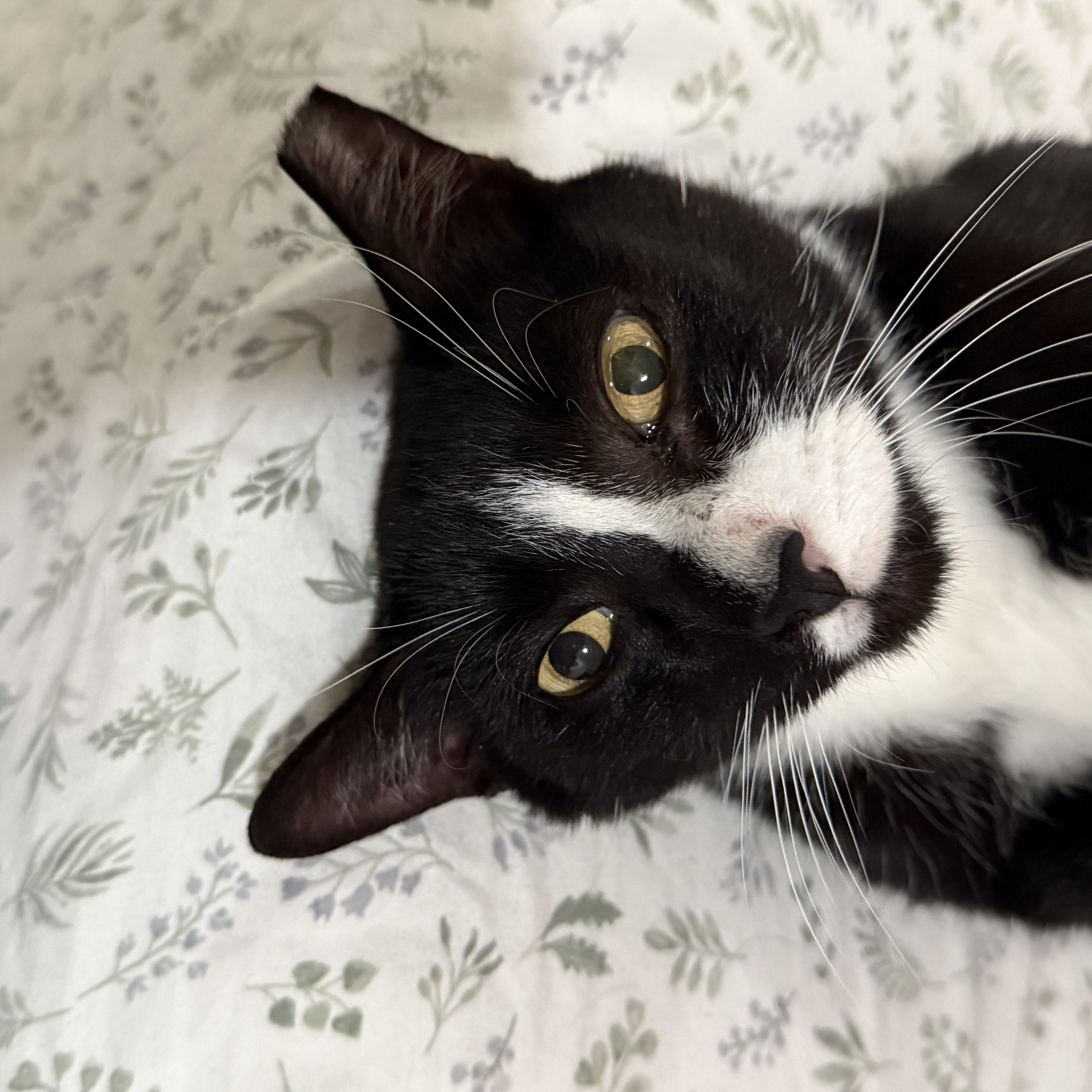 Enlarge Tux, a Adoptable Tuxedo in Hartford, CT image 4/6