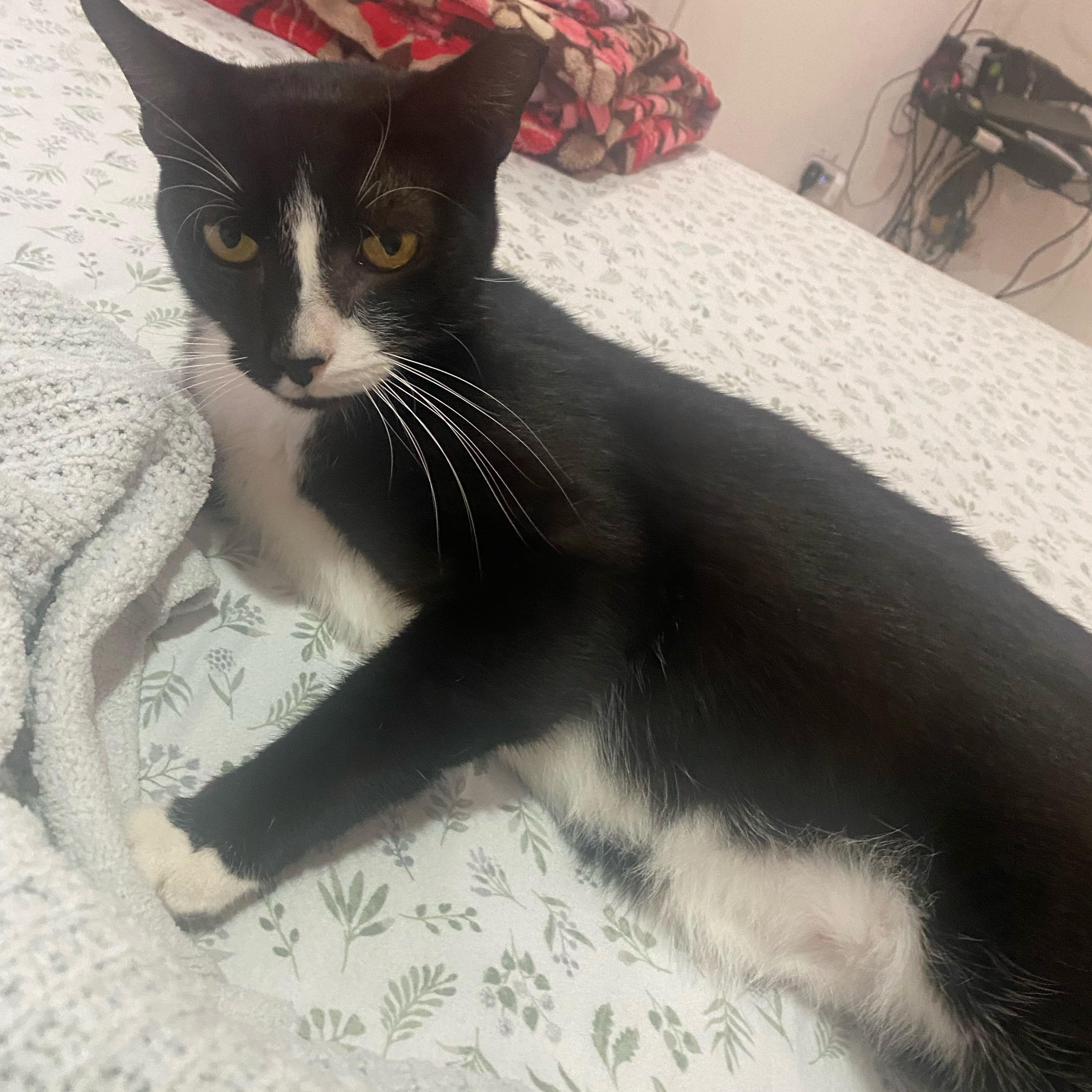 Tux, Adult Male unknown