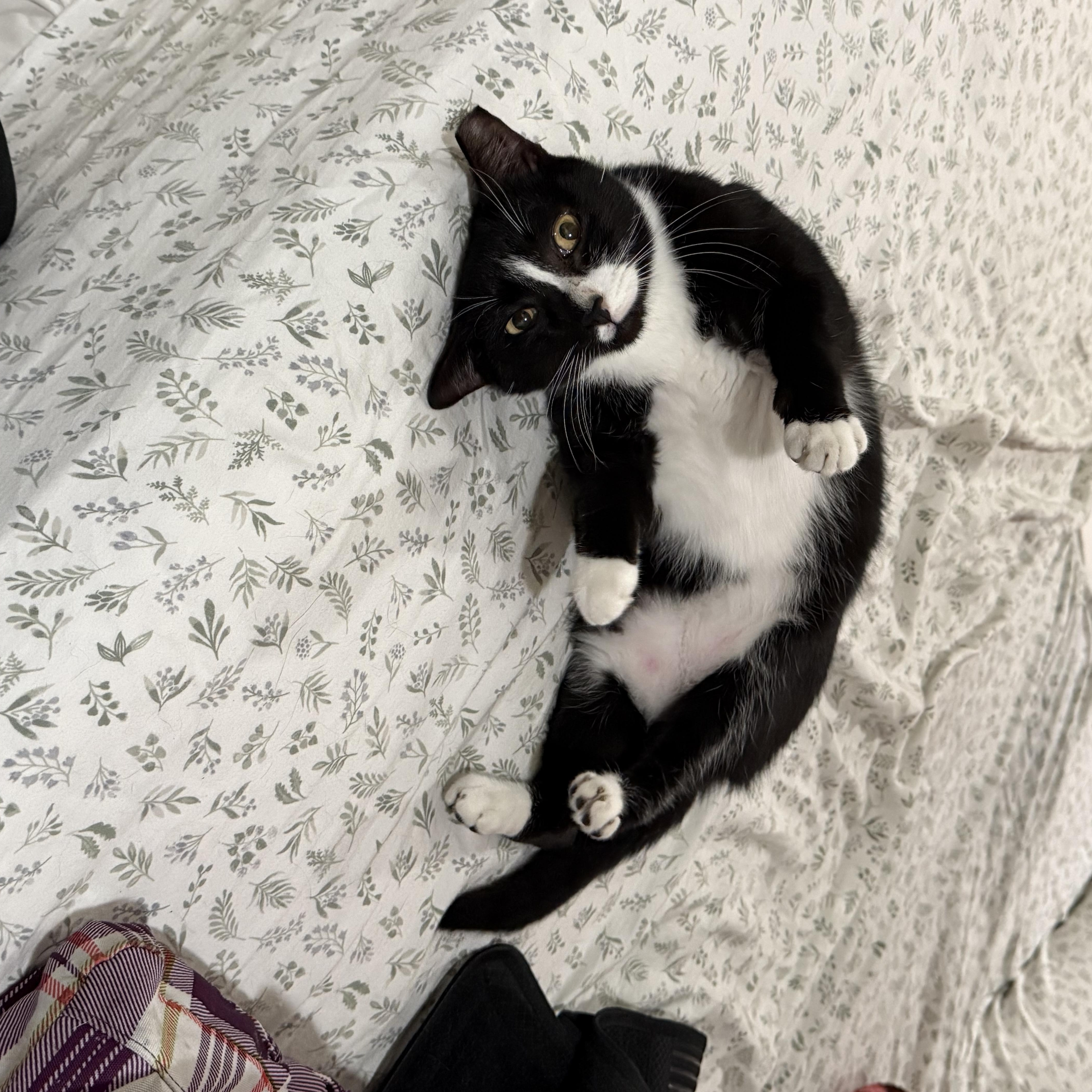 Enlarge Tux, a Adoptable Tuxedo in Hartford, CT image 5/6