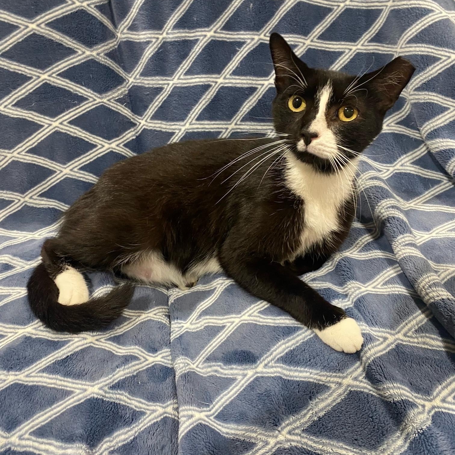 Enlarge Tux, a Adoptable Tuxedo in Hartford, CT image 2/6