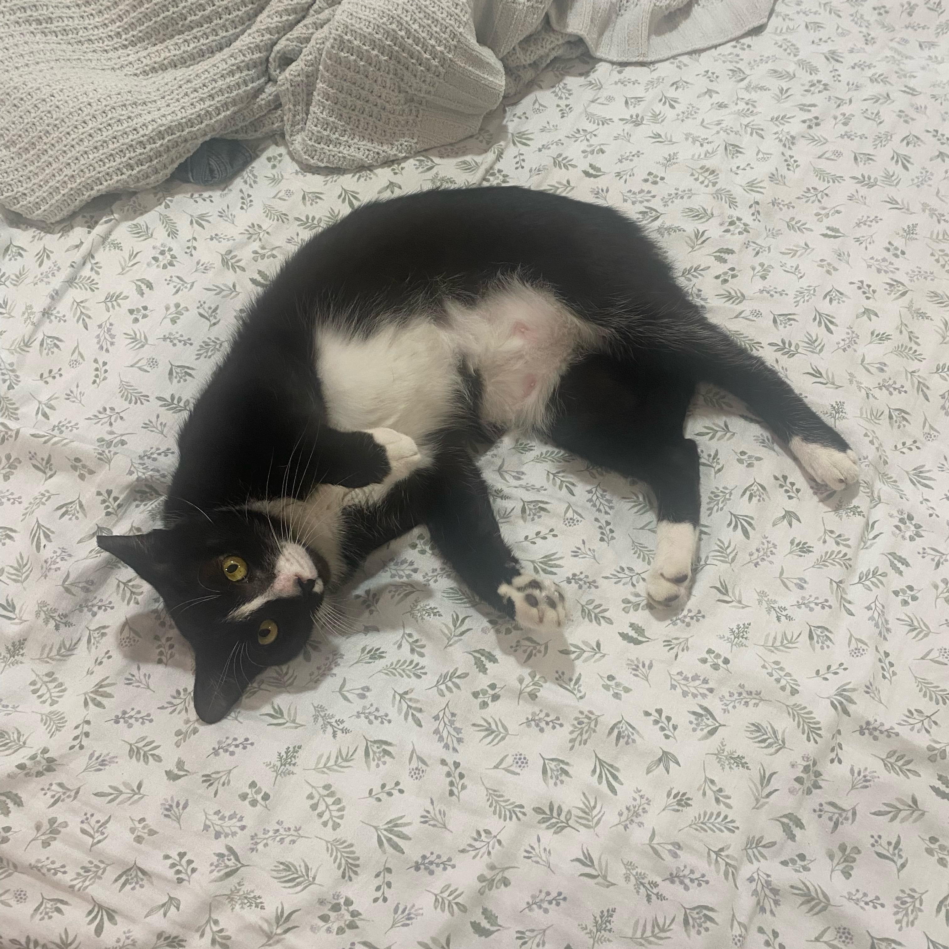 Tux photo 5