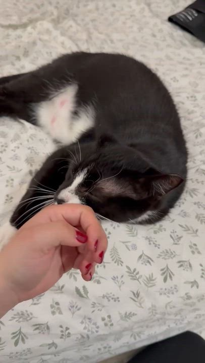 Enlarge Tux, a Adoptable Tuxedo in Hartford, CT video 6/6