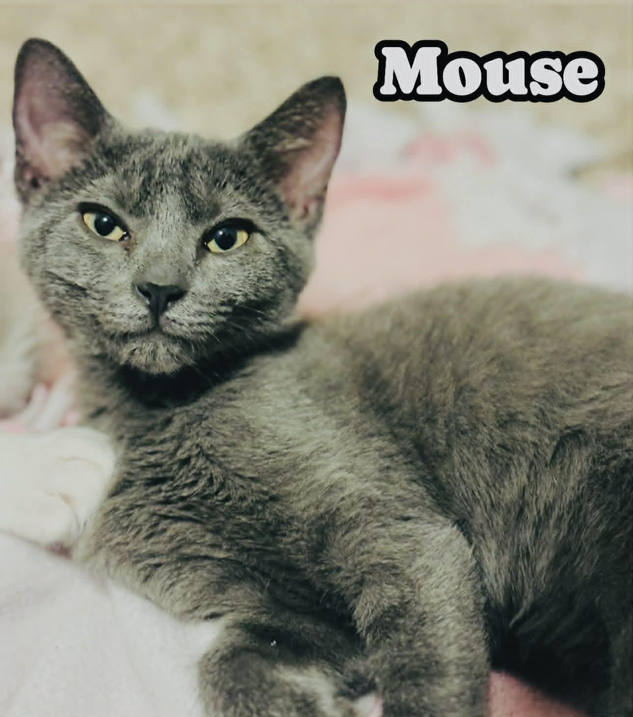 Mouse