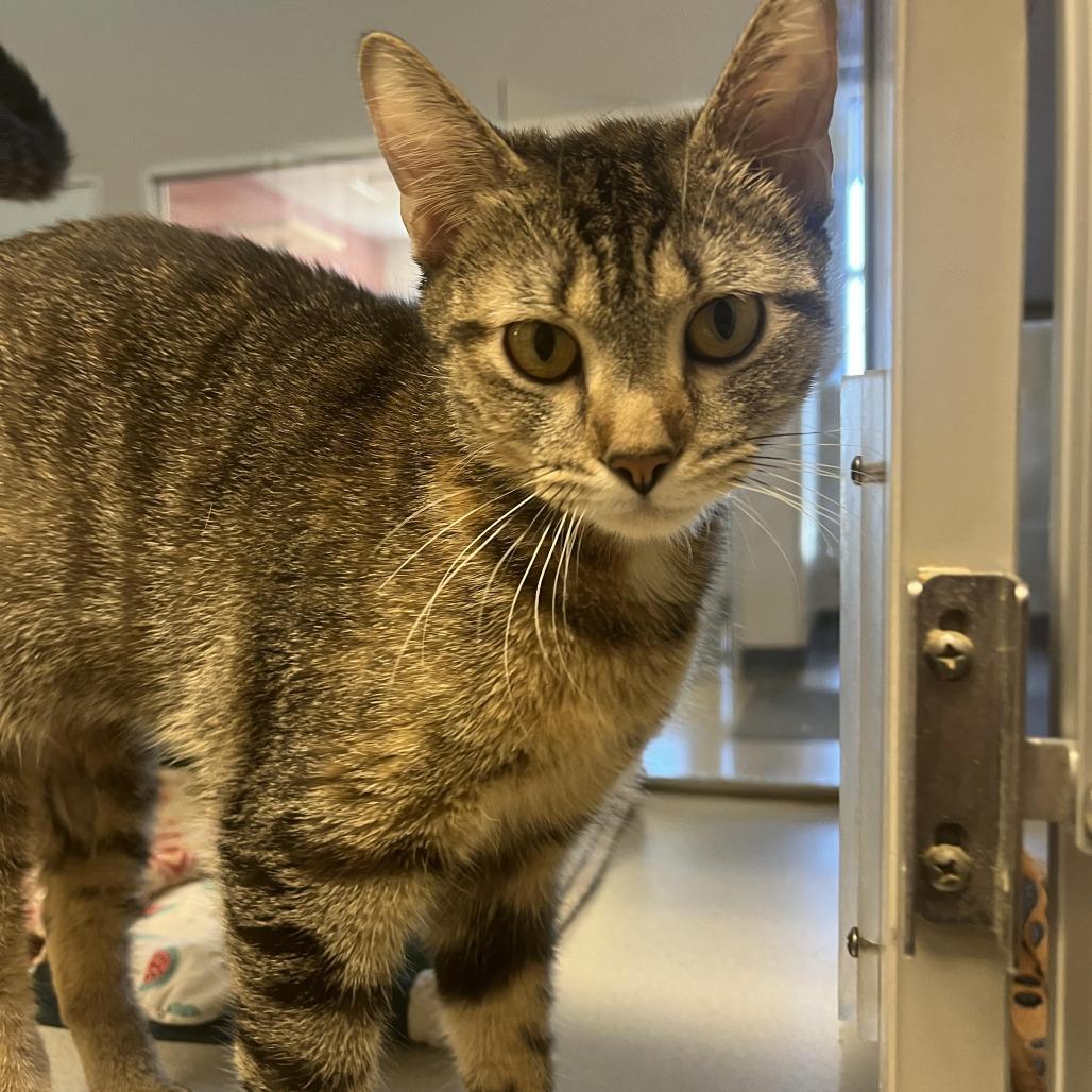 Sasha (Rebel), Adoptable, Young Female Domestic Short Hair.