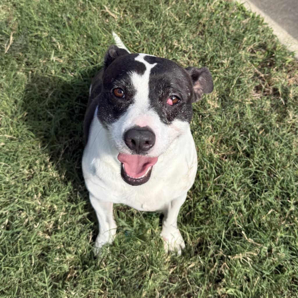 Enlarge Sancho, a Adoptable mixed breed in Brenham, TX image 2/6