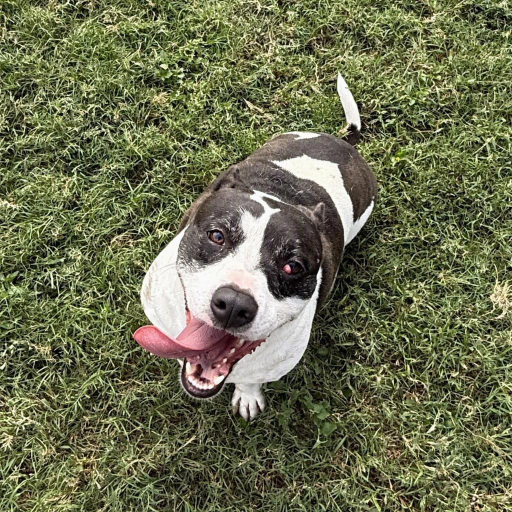 Enlarge Sancho, a Adoptable mixed breed in Brenham, TX image 4/6