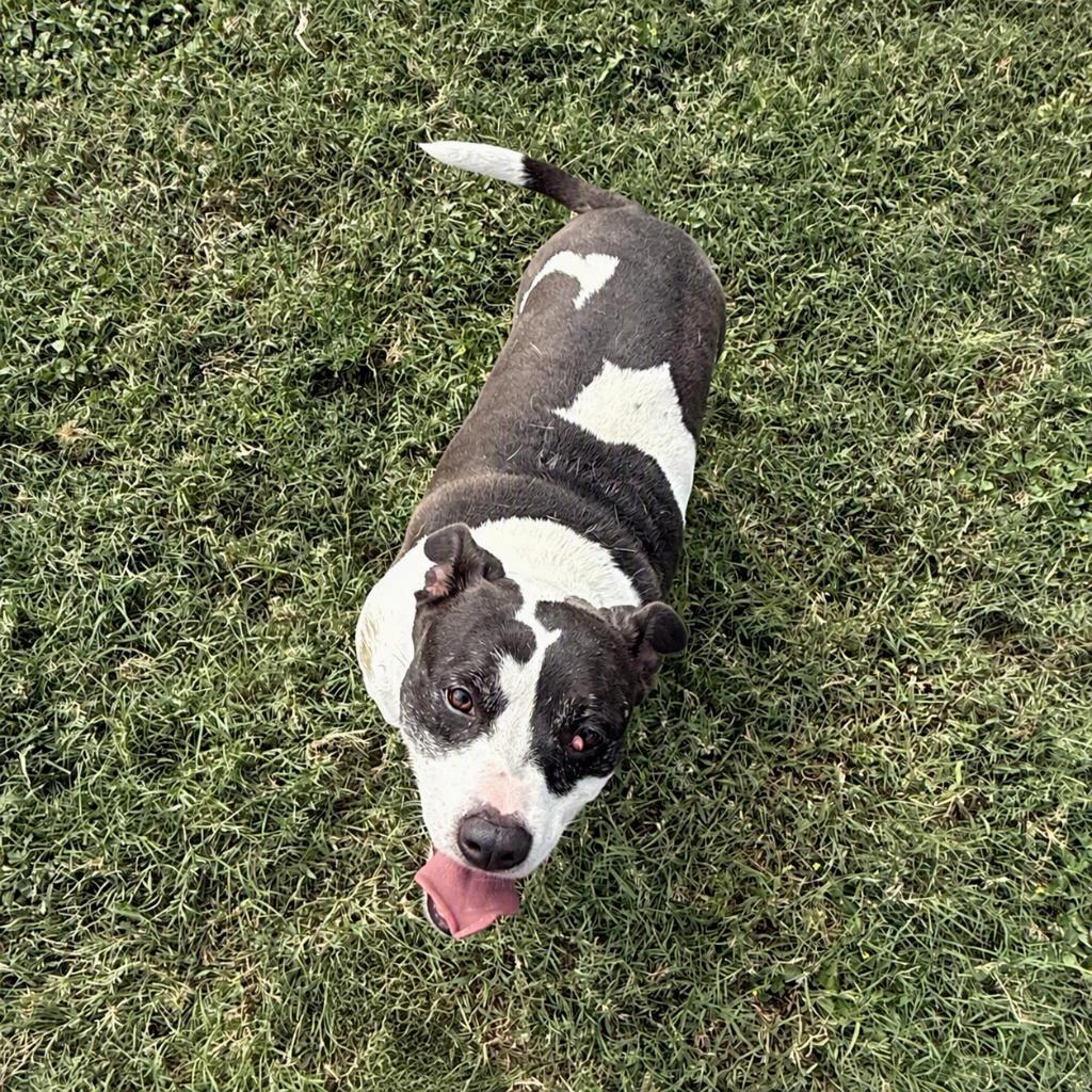 Enlarge Sancho, a Adoptable mixed breed in Brenham, TX image 6/6