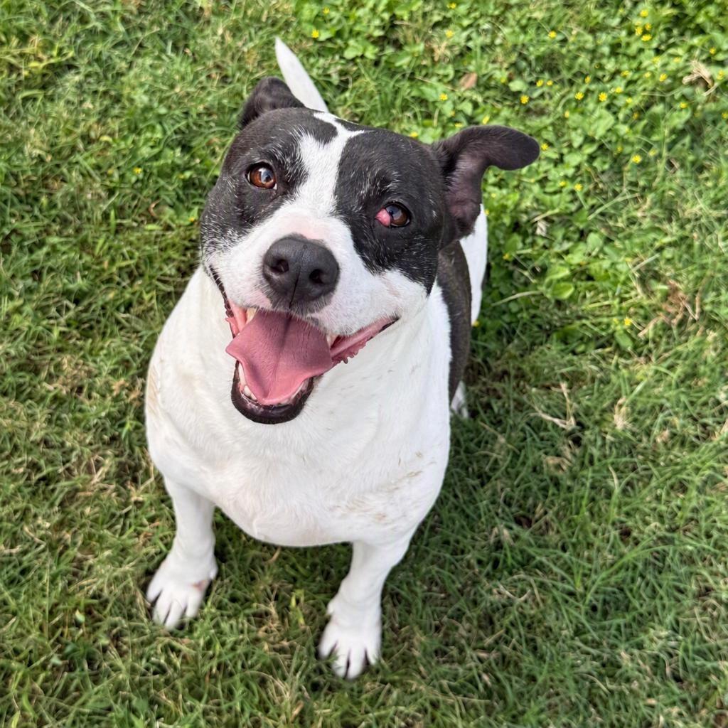 Enlarge Sancho, a Adoptable mixed breed in Brenham, TX image 5/6
