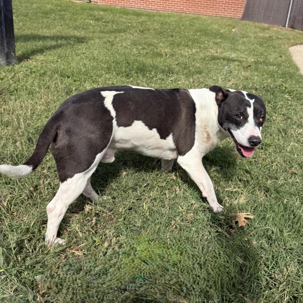 Enlarge Sancho, a Adoptable mixed breed in Brenham, TX image 3/6