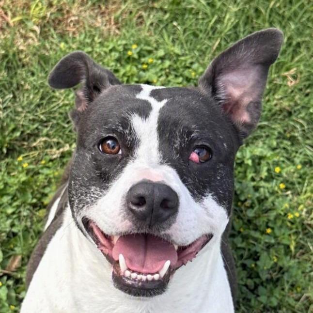 Sancho, Adoptable, Adult Male Pit Bull Terrier & Chihuahua.