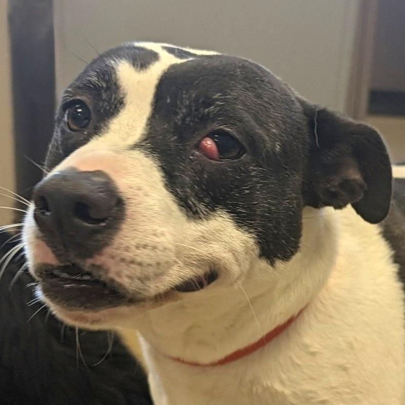 Soncho, Adoptable, Adult Male Pit Bull Terrier & Chihuahua.