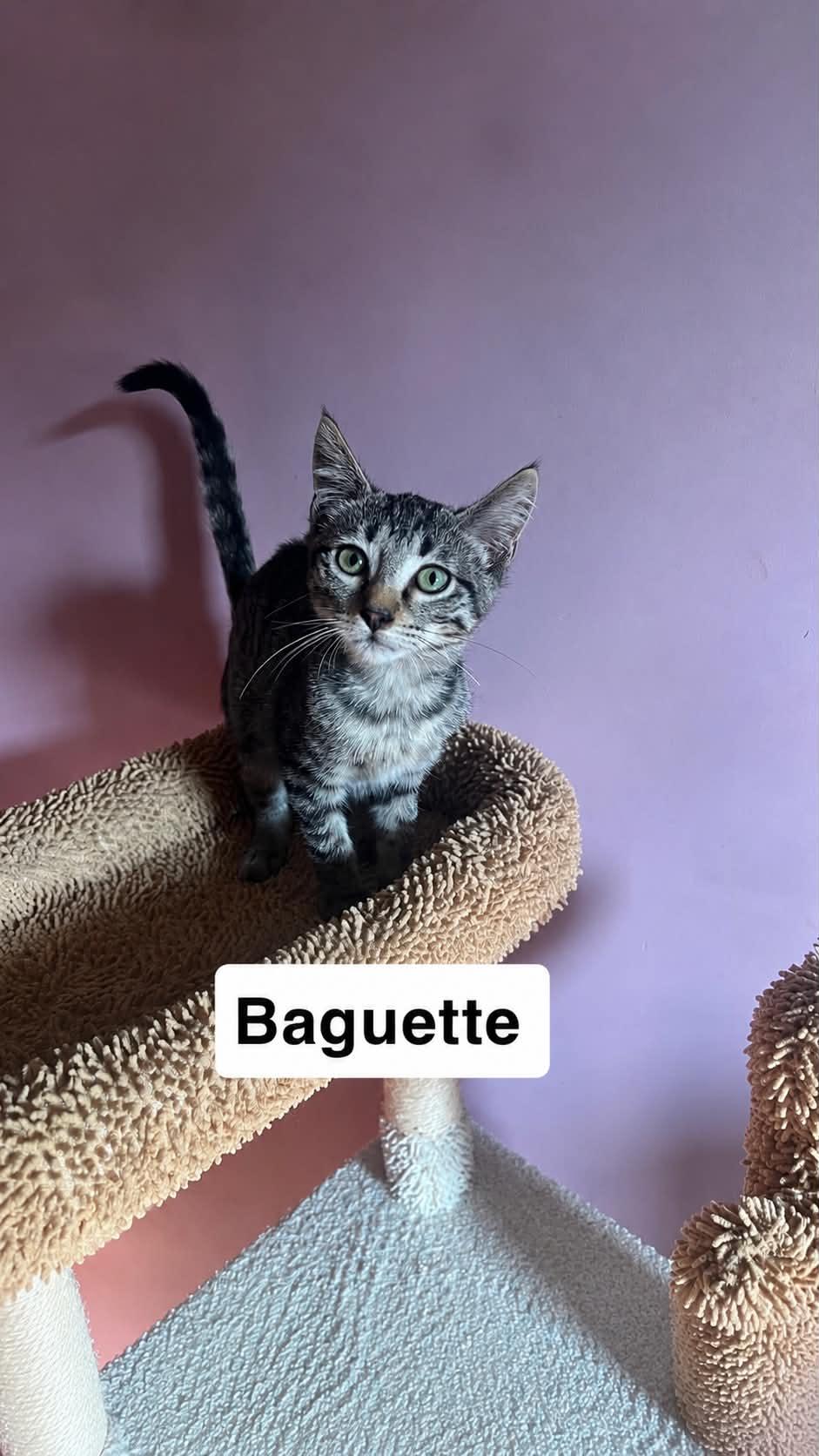 Baguette, Adoptable, Young Male Domestic Short Hair.
