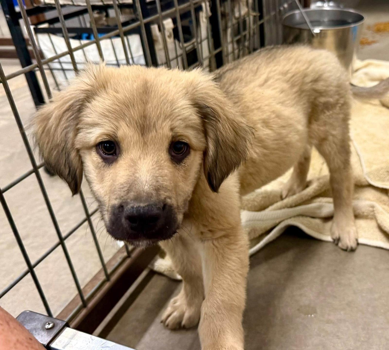 Woody, Adoptable, Puppy Female Golden Retriever & Anatolian Shepherd.