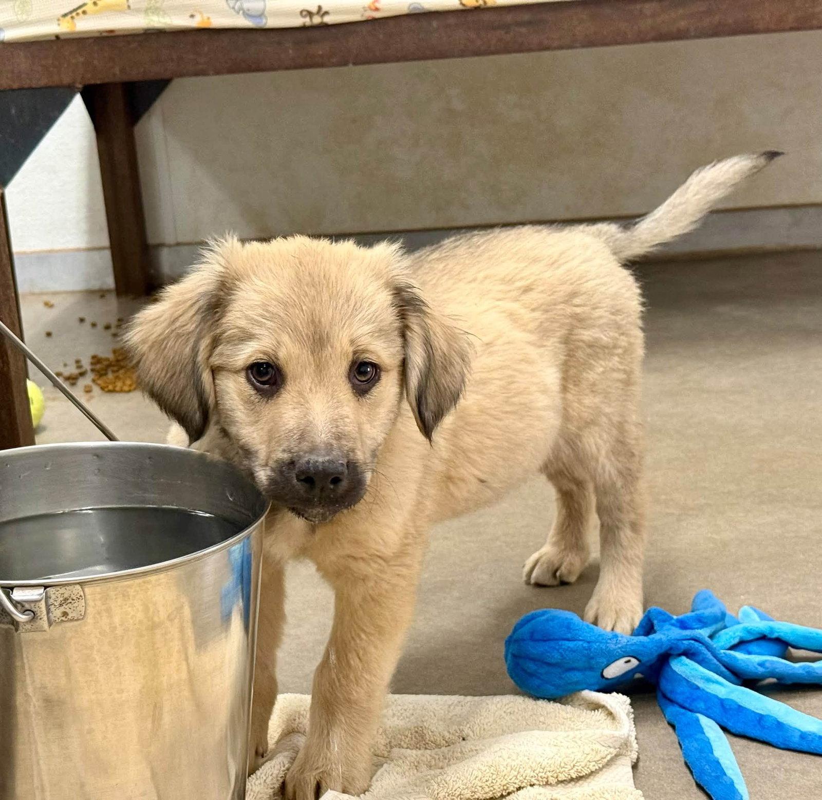 Enlarge Woody, a Adoptable mixed breed in Phoenix, AZ image 2/2