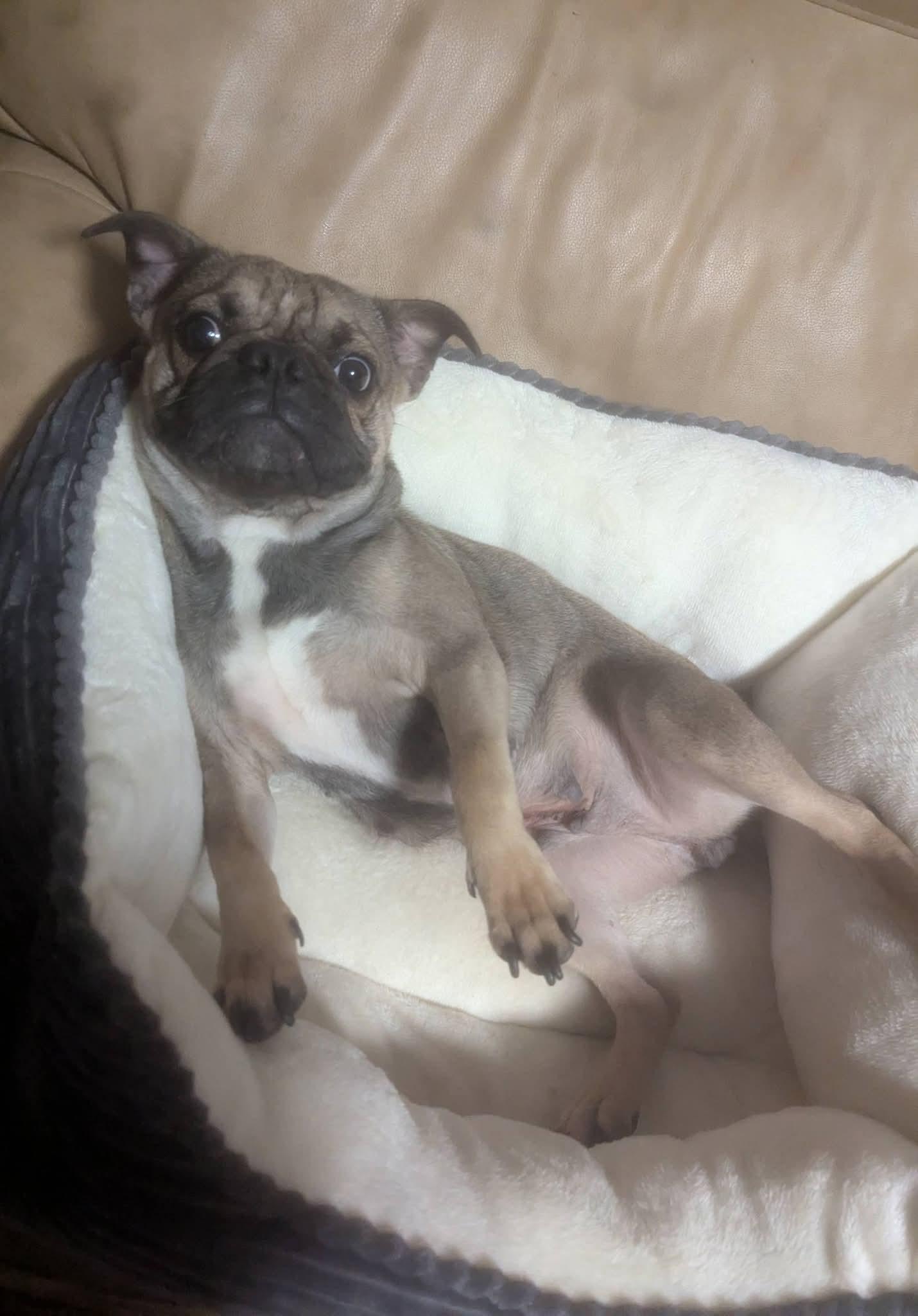 Lovely Luna , a ADOPTABLE mixed breed in Oakland, CA image 5/6