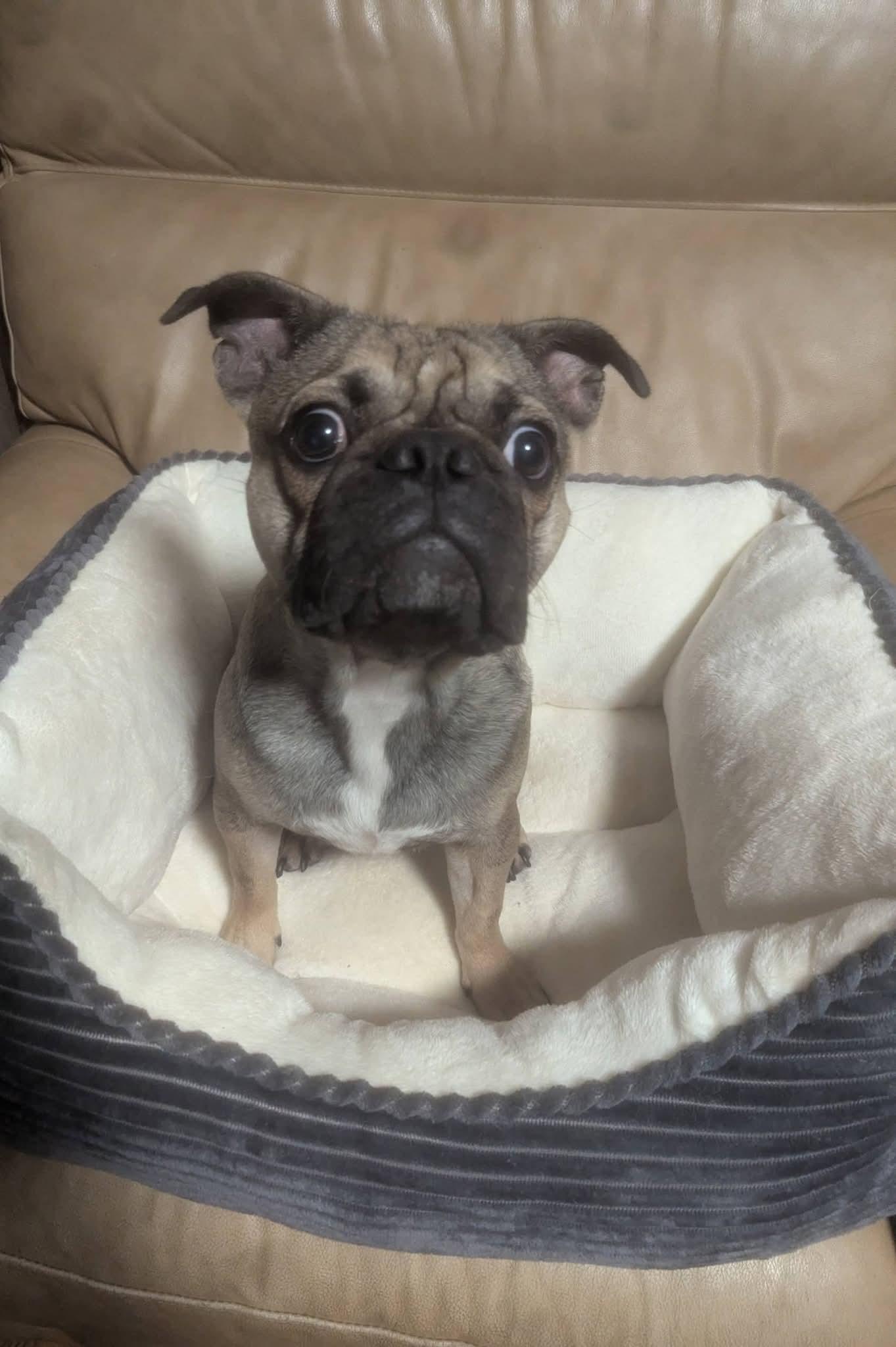 Lovely Luna , ADOPTABLE, Adult Female Pug.