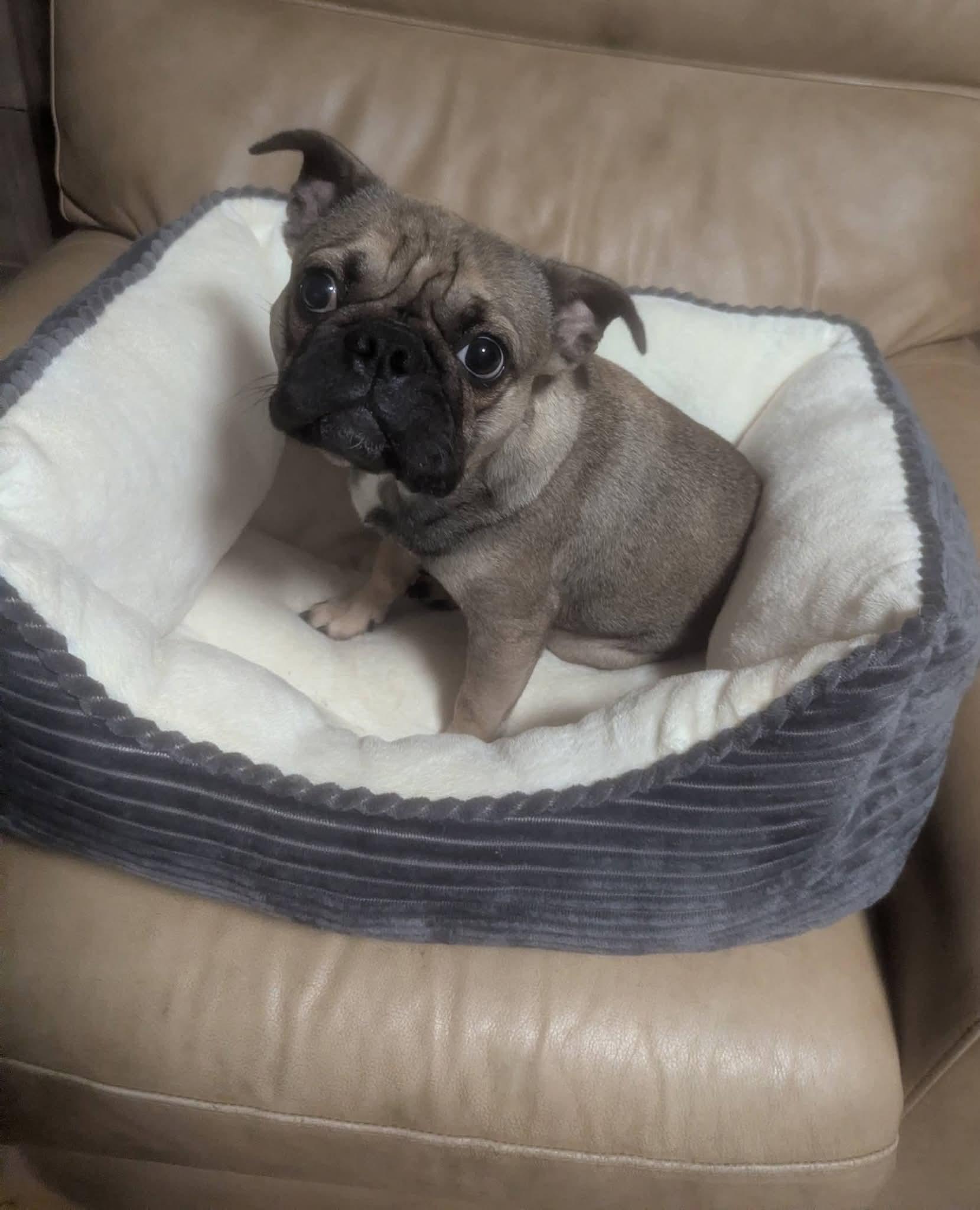 Lovely Luna , a ADOPTABLE mixed breed in Oakland, CA image 2/6