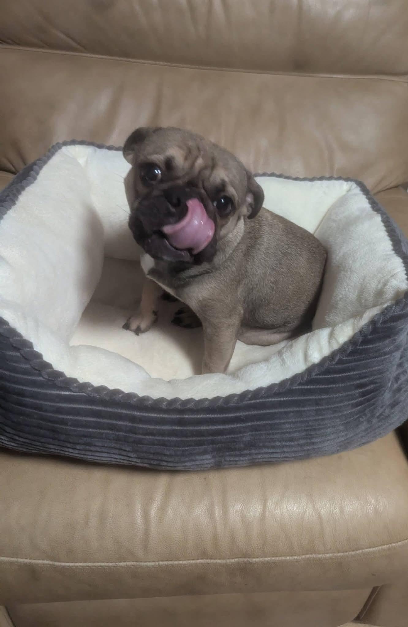 Lovely Luna , a ADOPTABLE mixed breed in Oakland, CA image 6/6