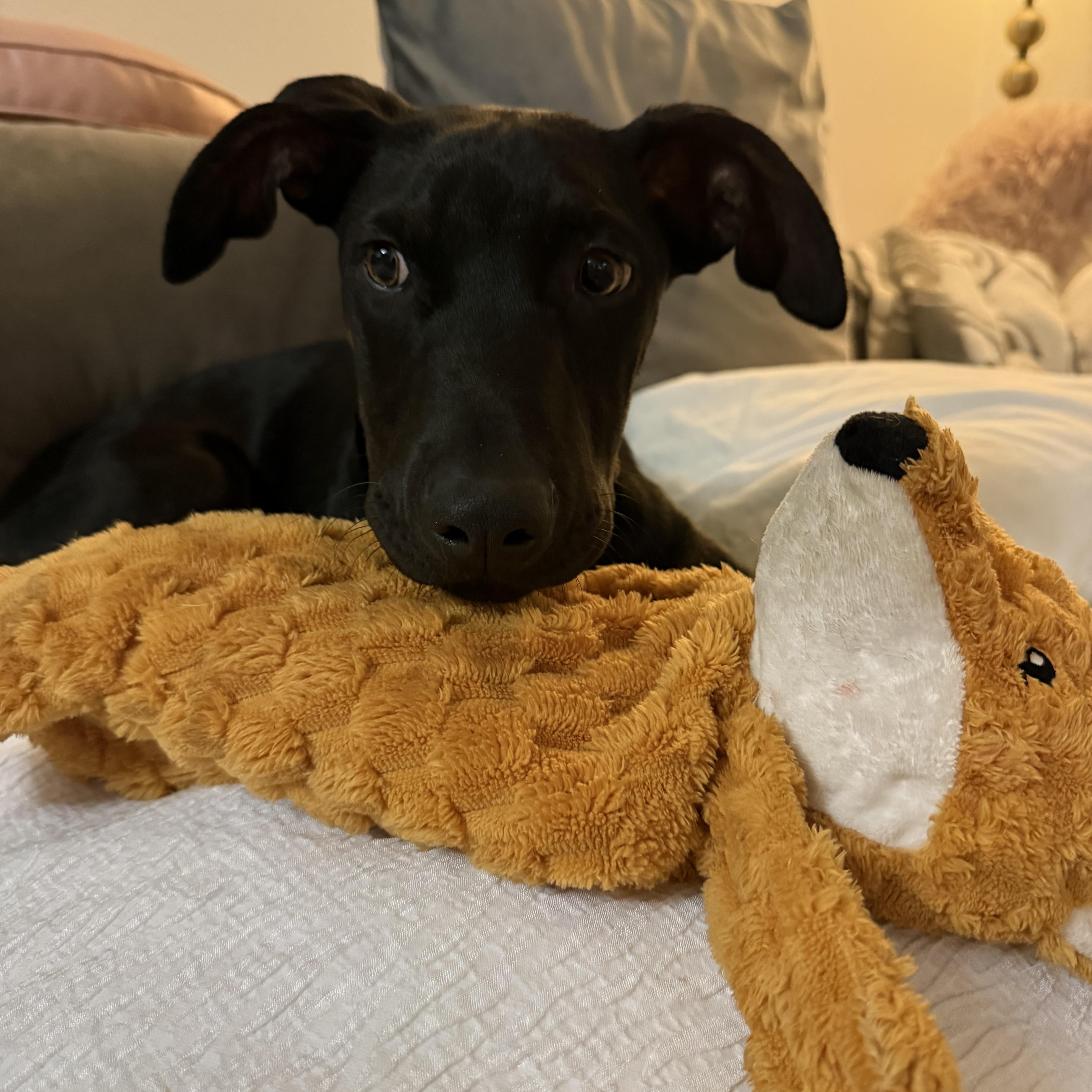 Enlarge Ash , a ADOPTABLE mixed breed in Henderson, NV image 1/4