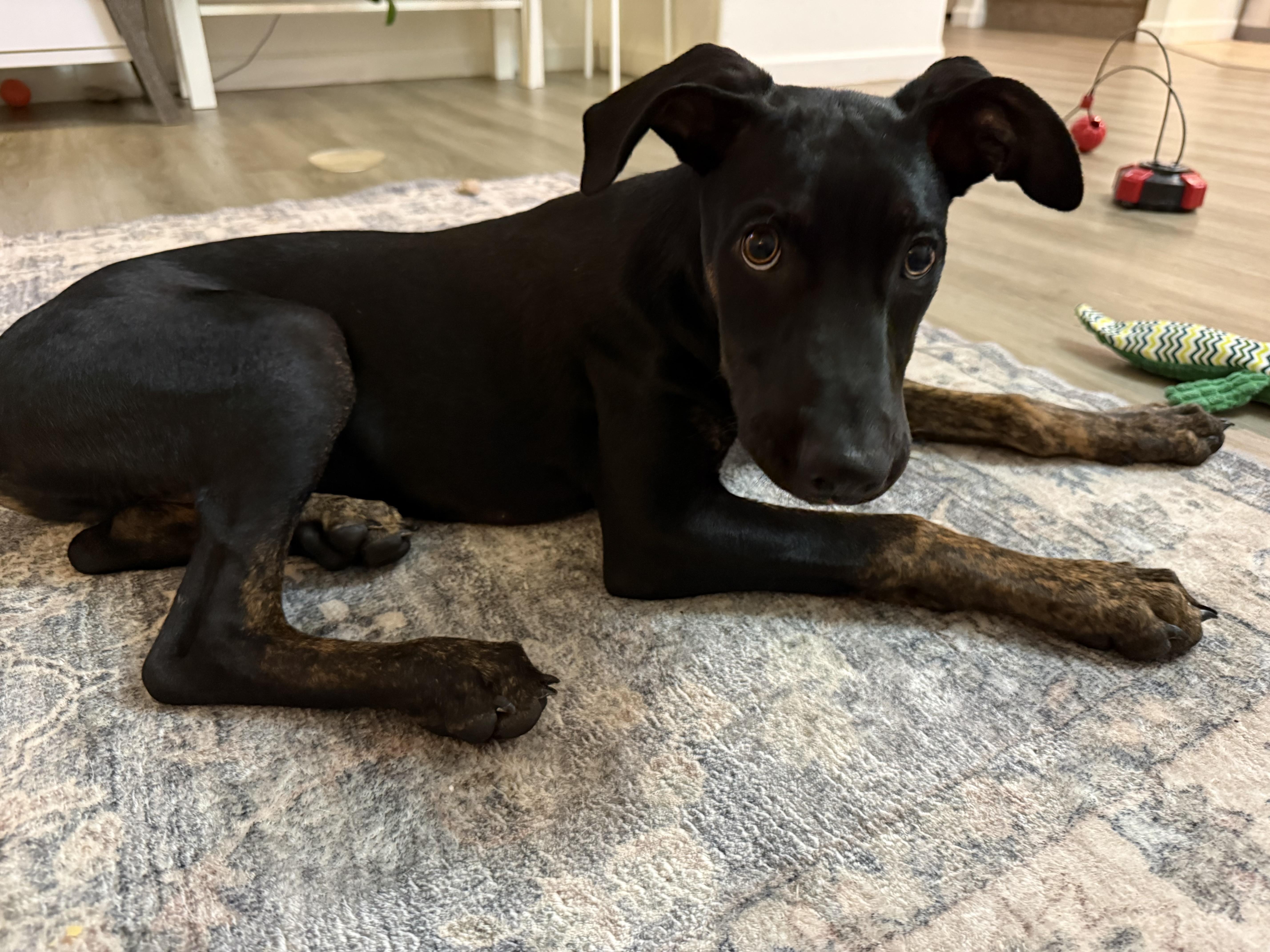 Enlarge Ash , a ADOPTABLE mixed breed in Henderson, NV image 3/4