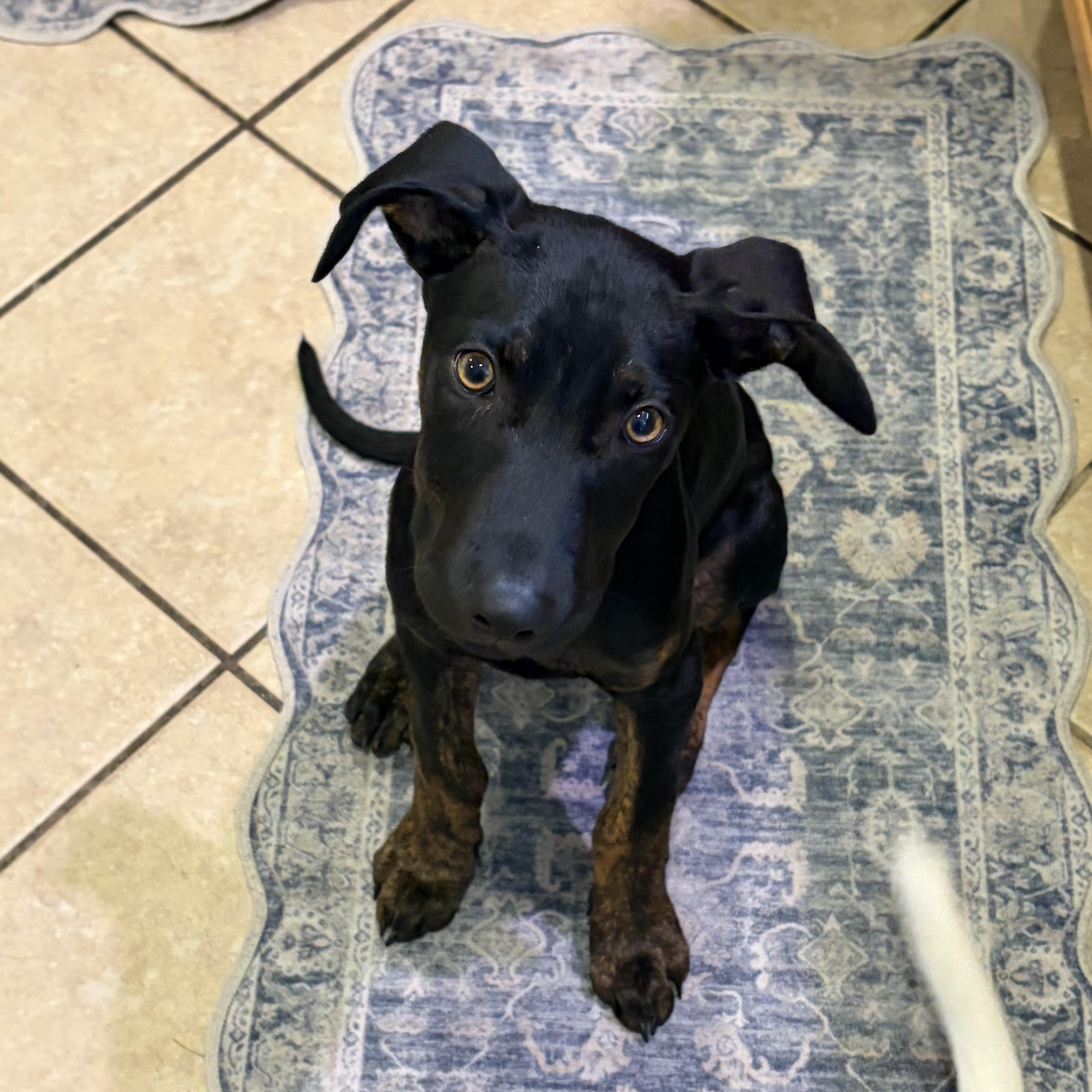Ash , ADOPTABLE, Puppy Male Mixed Breed.
