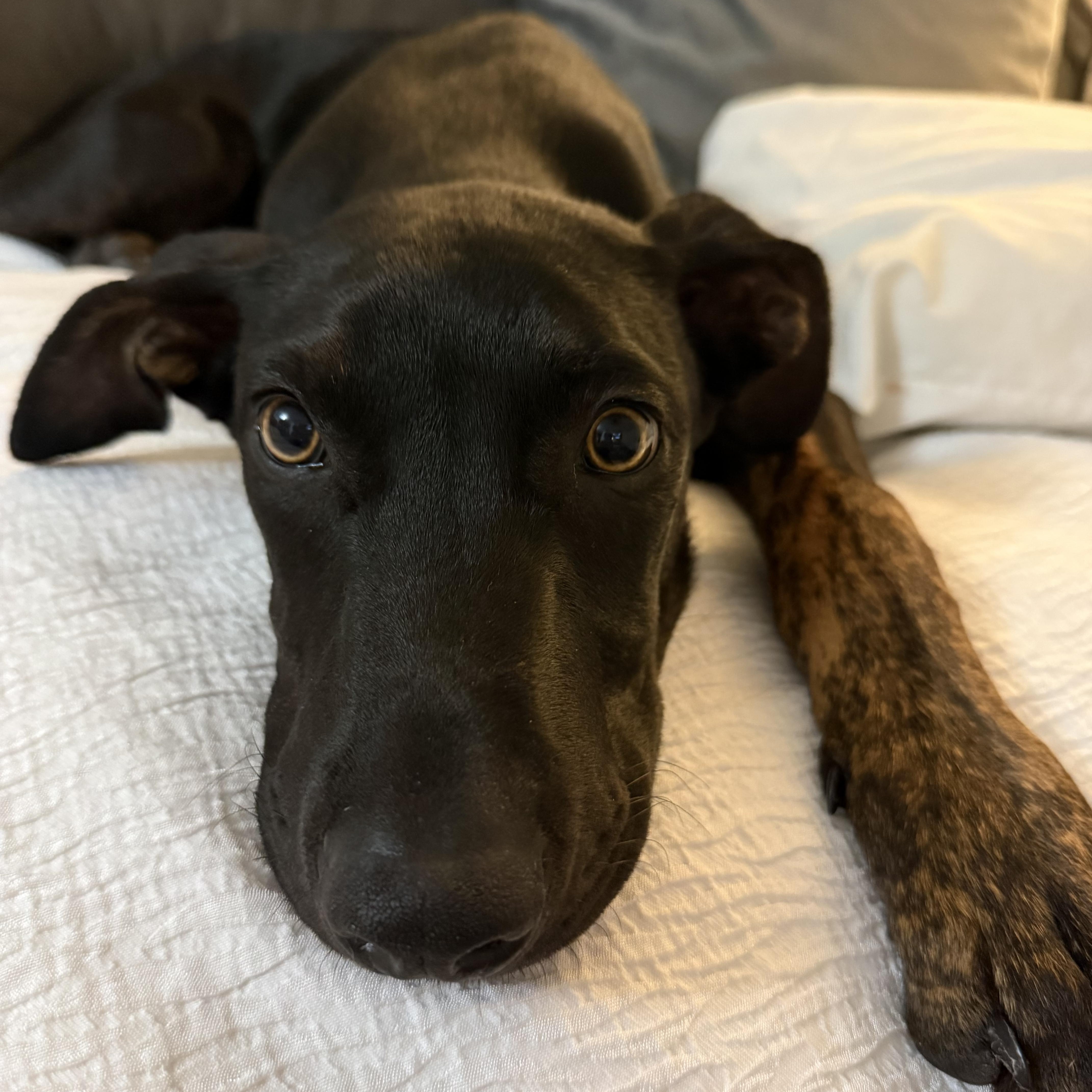 Enlarge Ash , a ADOPTABLE mixed breed in Henderson, NV image 4/4