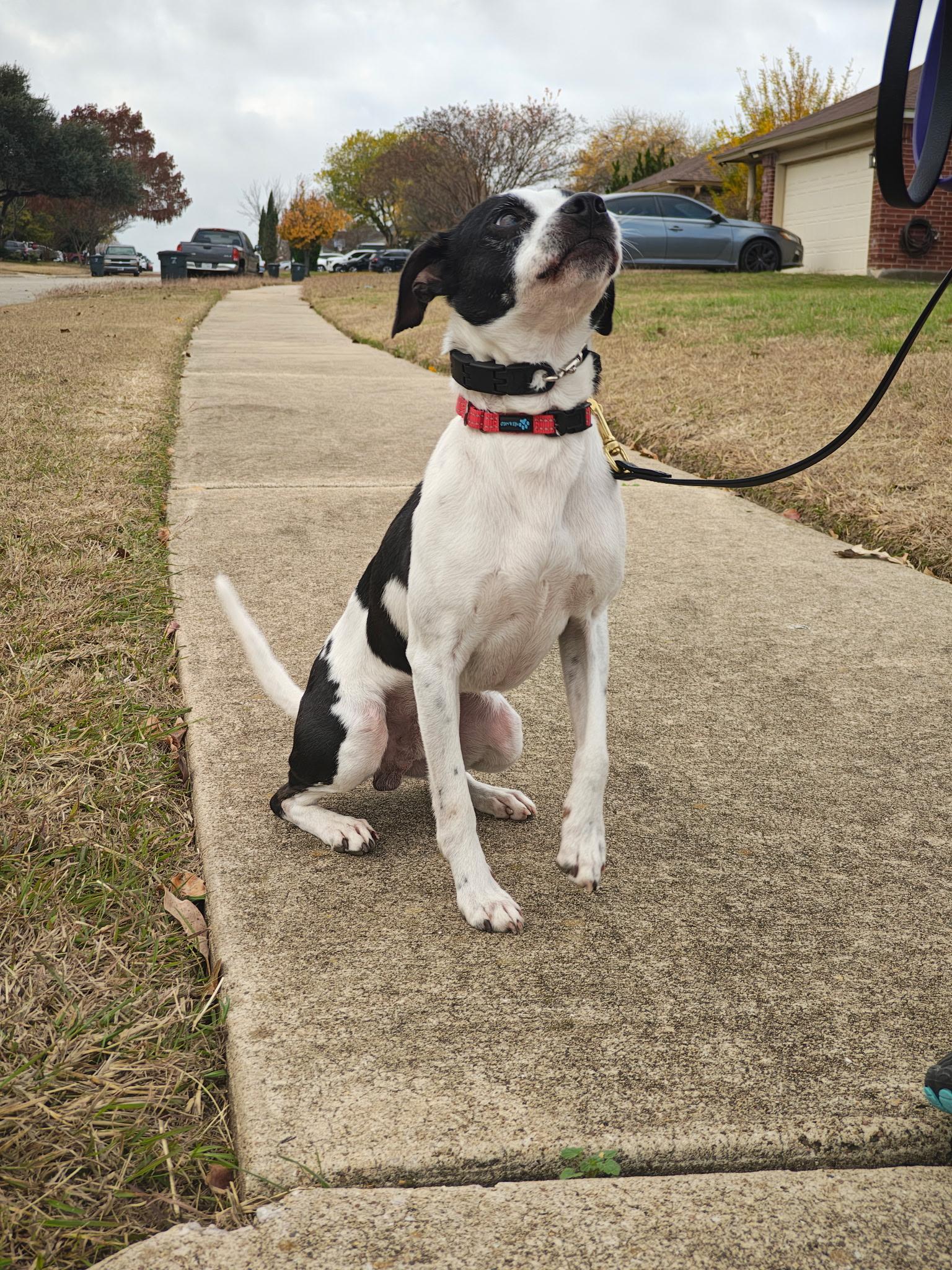 Dash, a ADOPTABLE mixed breed in Killeen, TX image 6/6