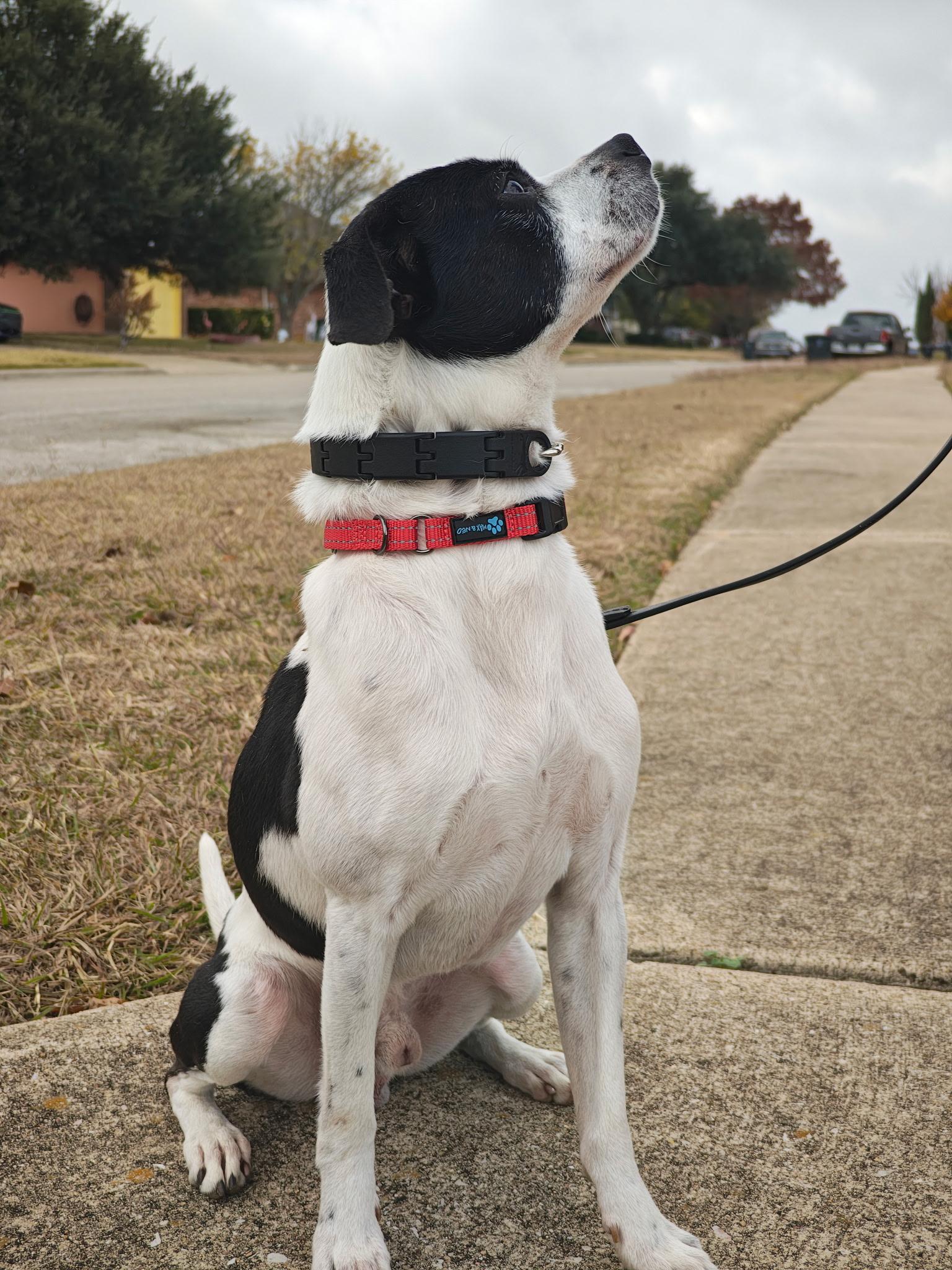 Dash, a ADOPTABLE mixed breed in Killeen, TX image 3/6