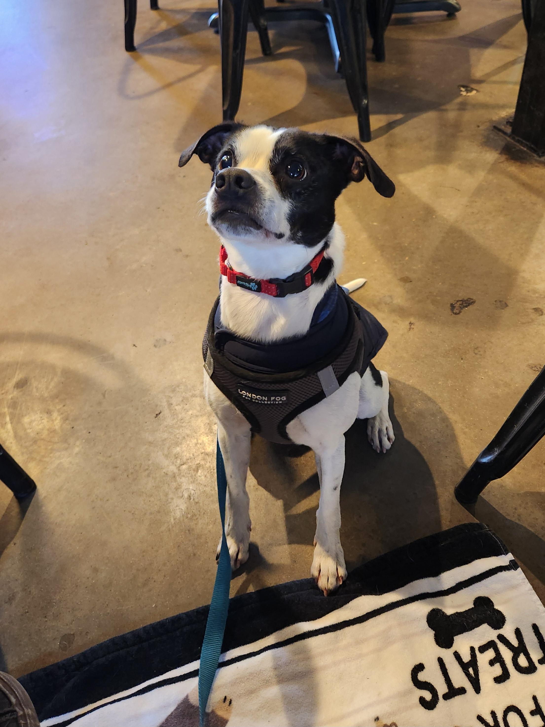 Dash, a ADOPTABLE mixed breed in Killeen, TX image 5/6