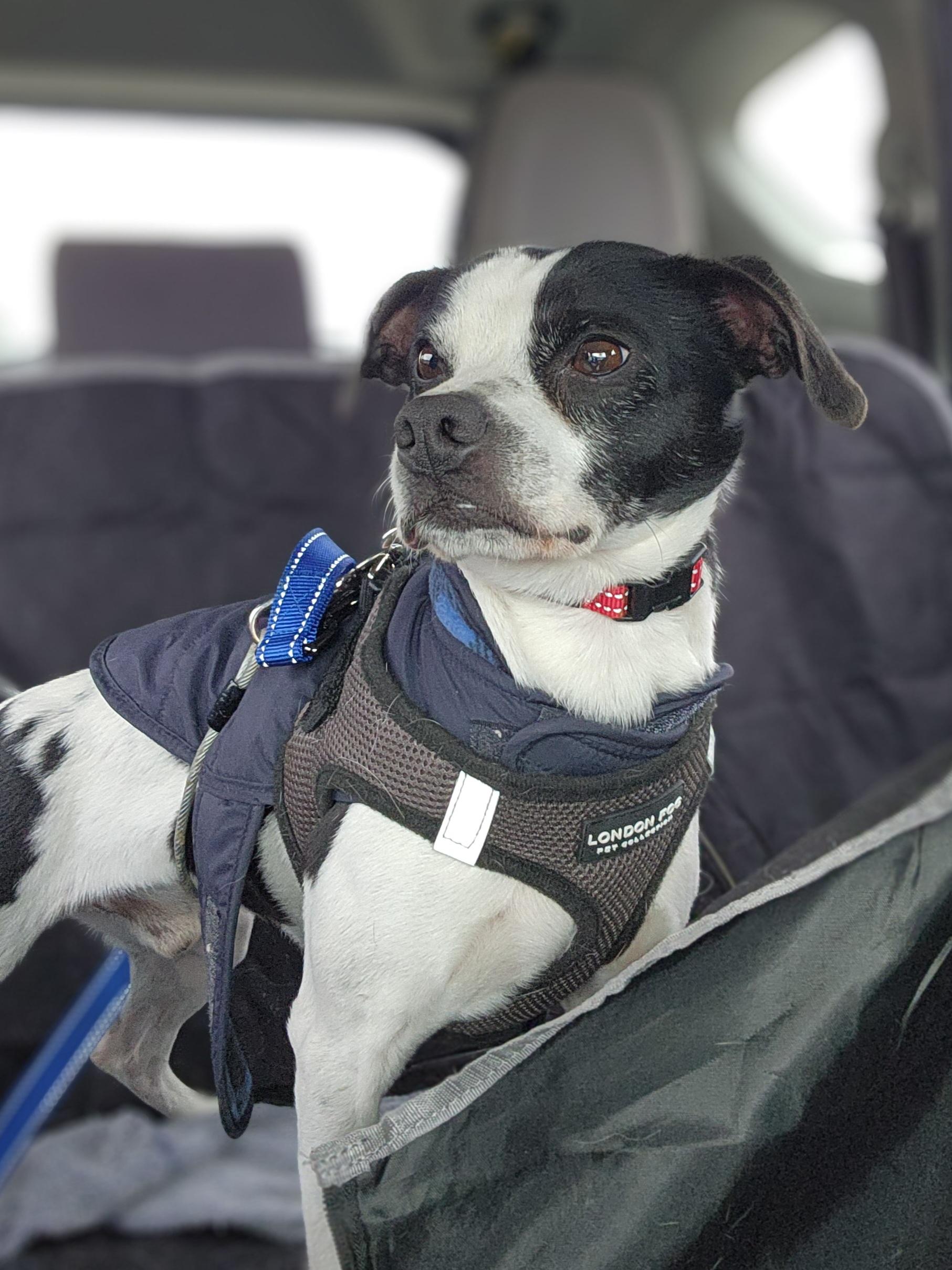 Dash, ADOPTABLE, Adult Male Boston Terrier.