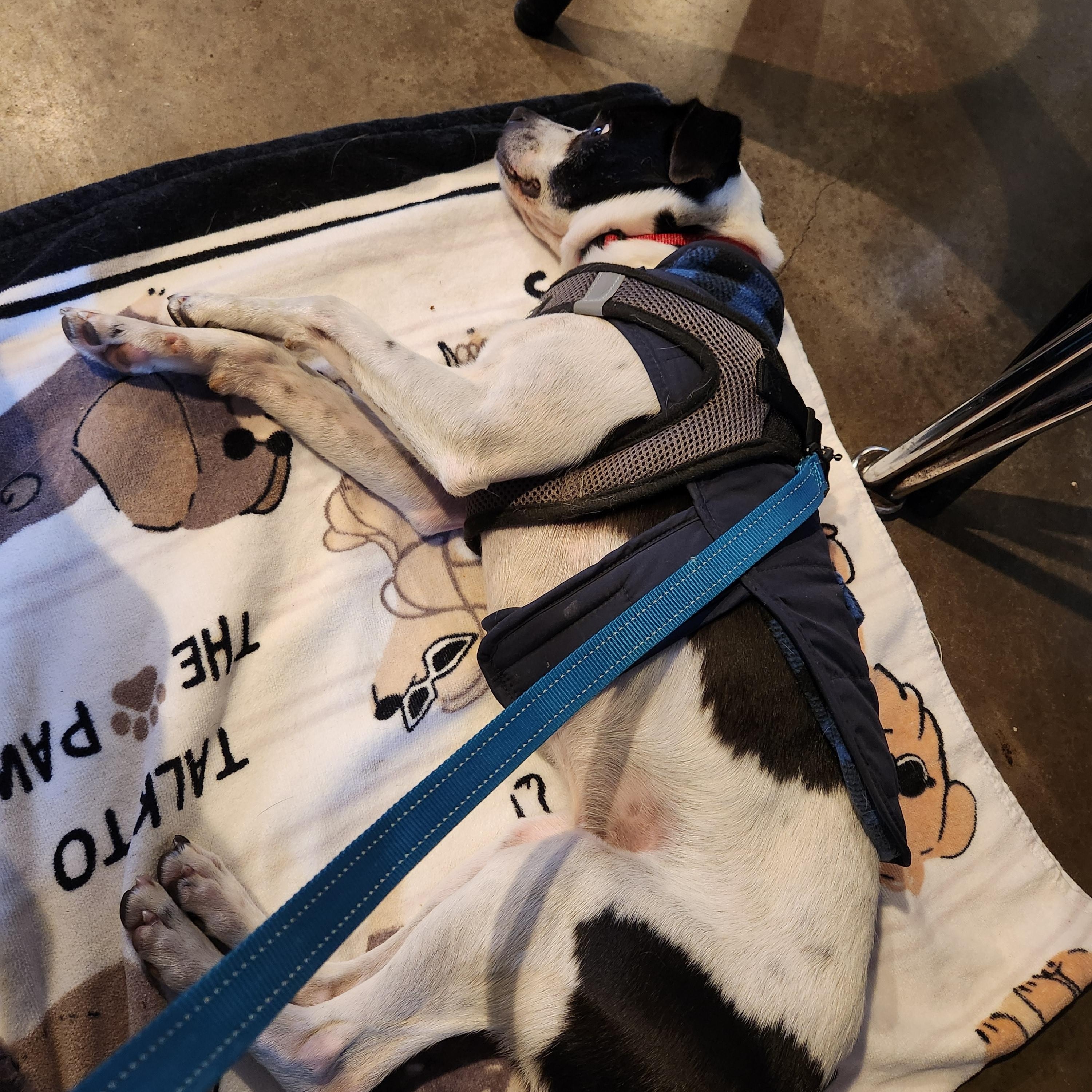 Dash, a ADOPTABLE mixed breed in Killeen, TX image 4/6