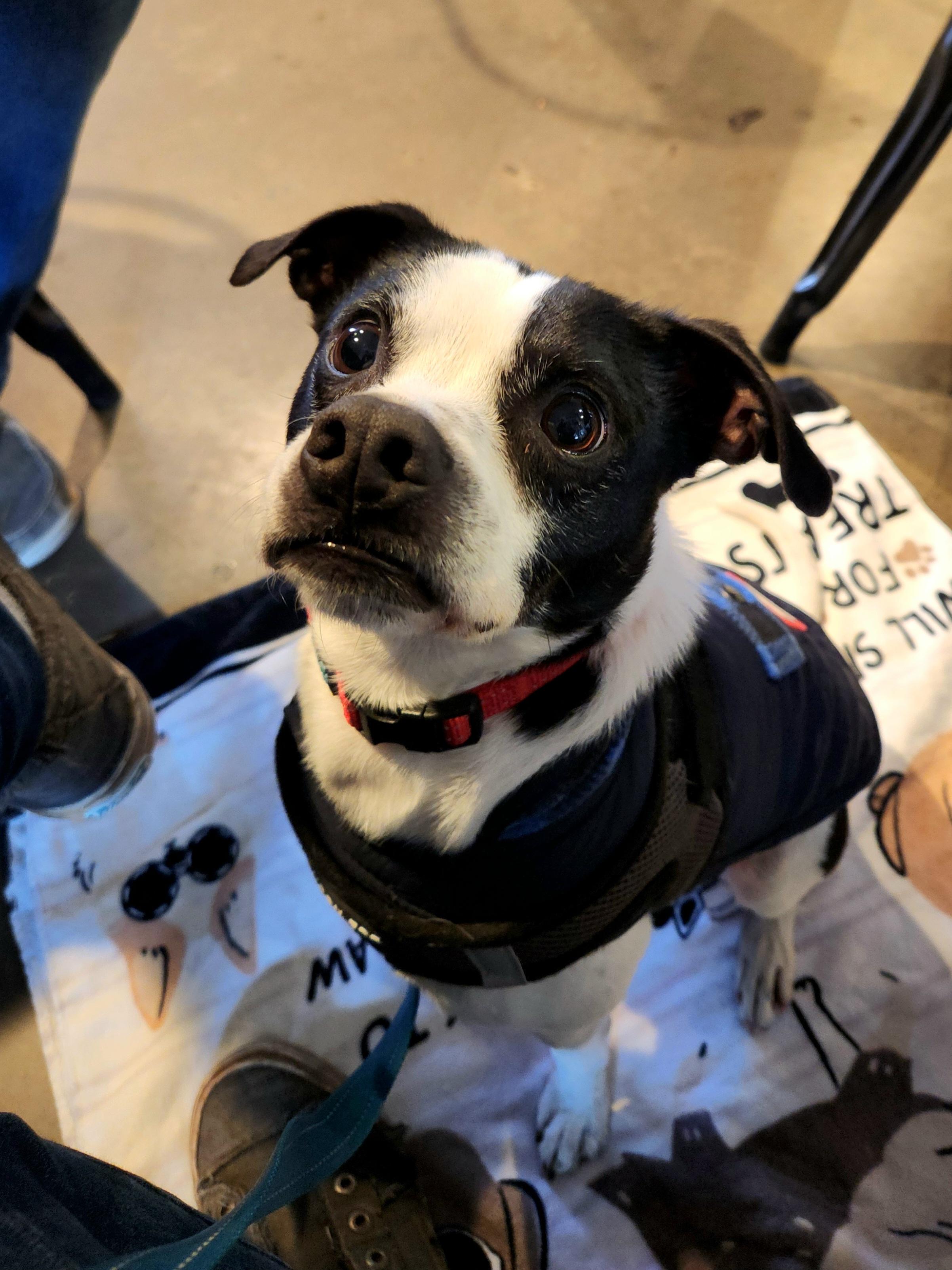 Dash, a ADOPTABLE mixed breed in Killeen, TX image 2/6