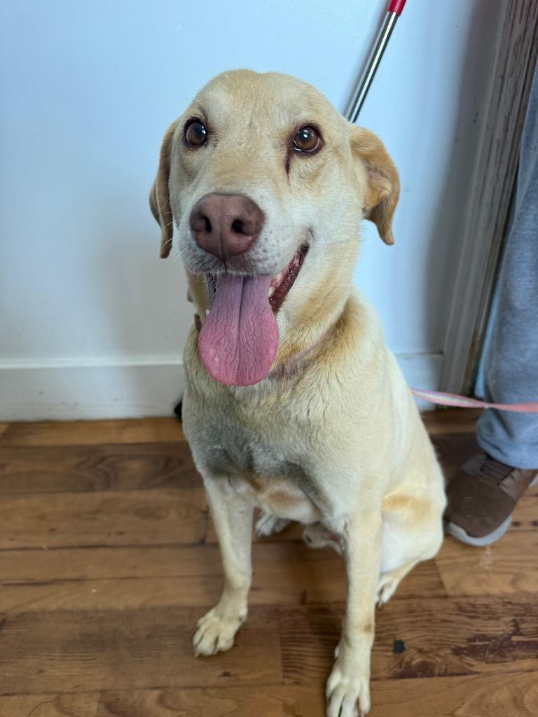 Mick, Adoptable, Adult Male Labrador Retriever & Mixed Breed.