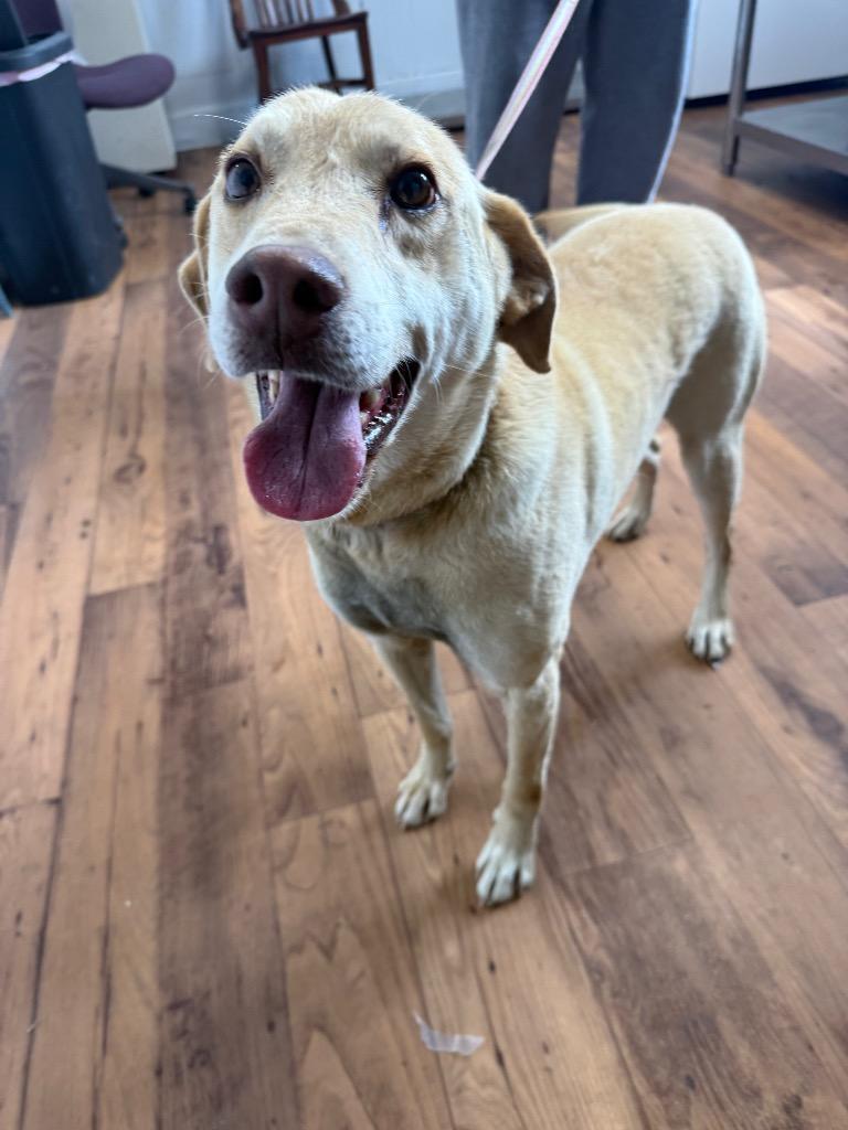 Enlarge Mick, a Adoptable mixed breed in Fayetteville, TN image 2/2