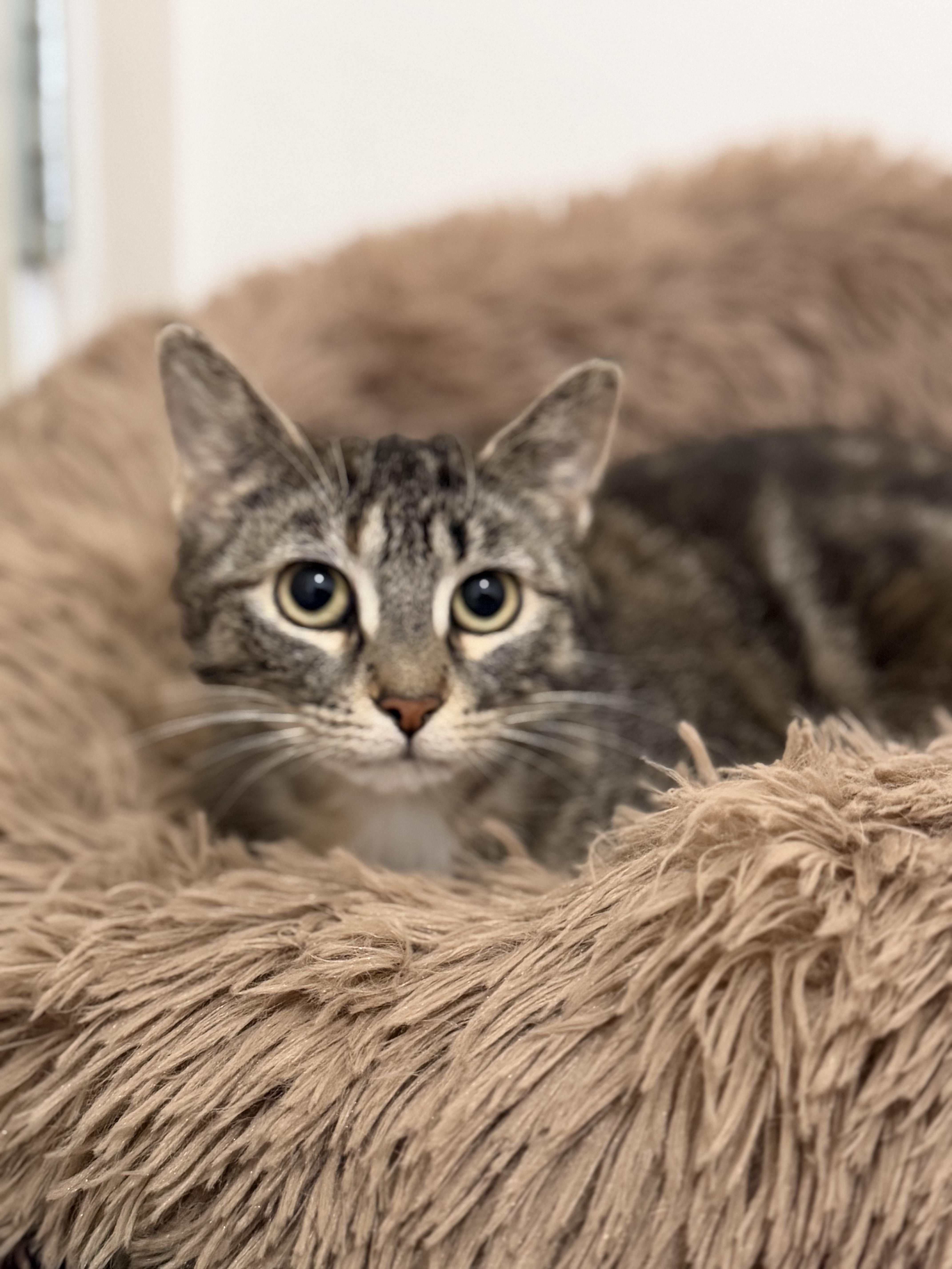 Enlarge Speedwagon, a Adoptable mixed breed in Steinbach, MB image 1/6