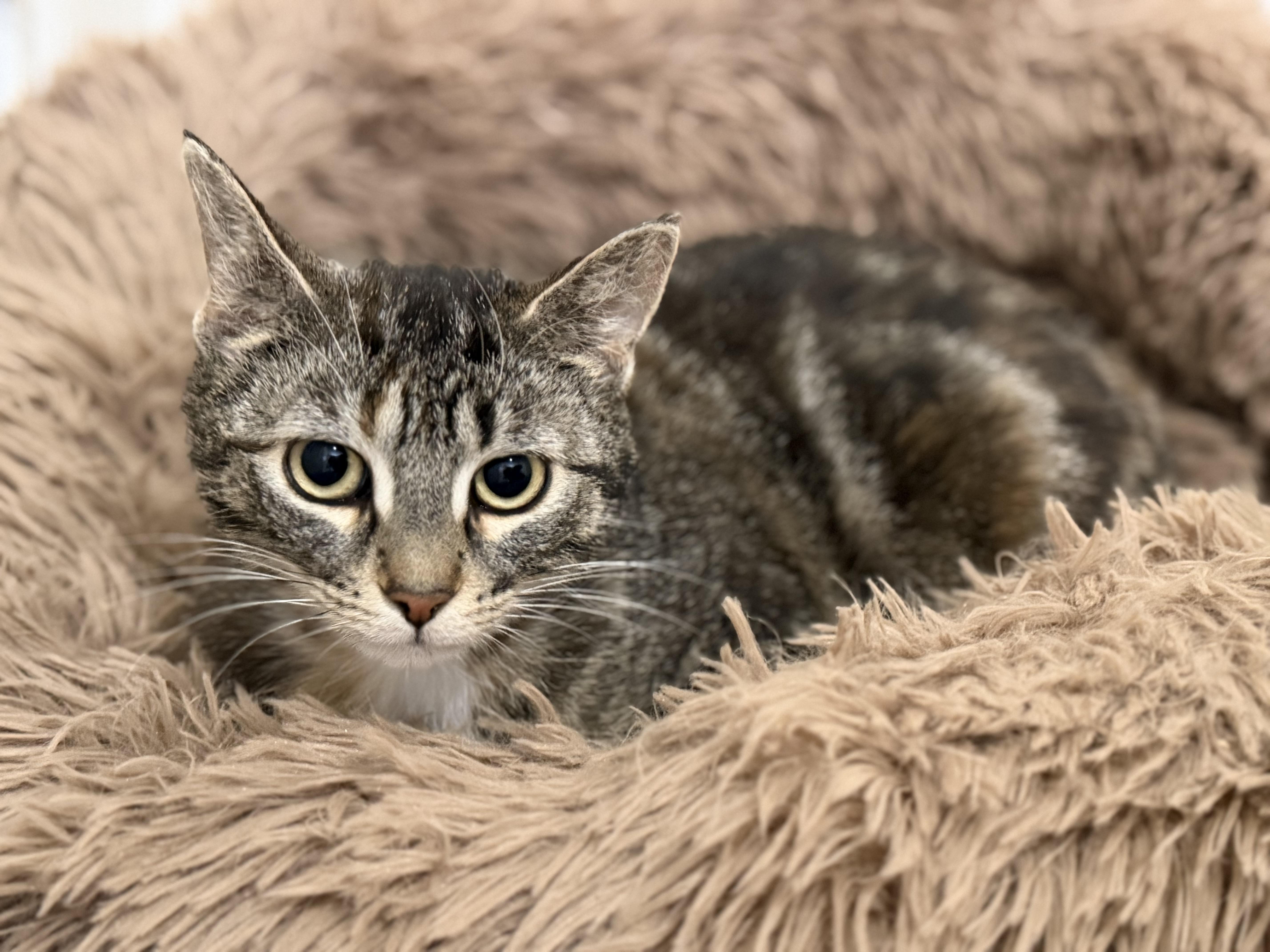 Enlarge Speedwagon, a Adoptable mixed breed in Steinbach, MB image 2/6