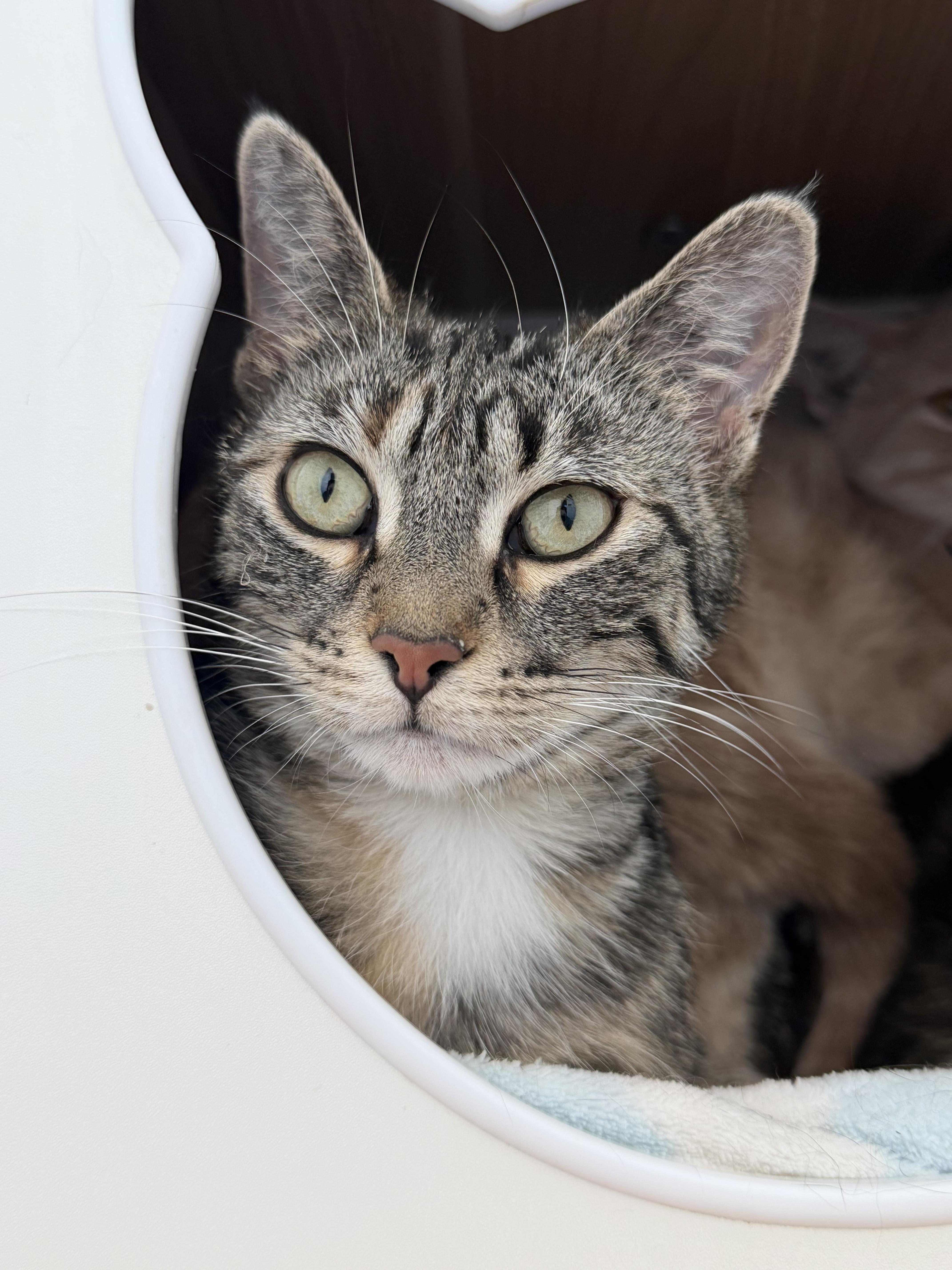 Enlarge Speedwagon, a Adoptable mixed breed in Steinbach, MB image 3/6